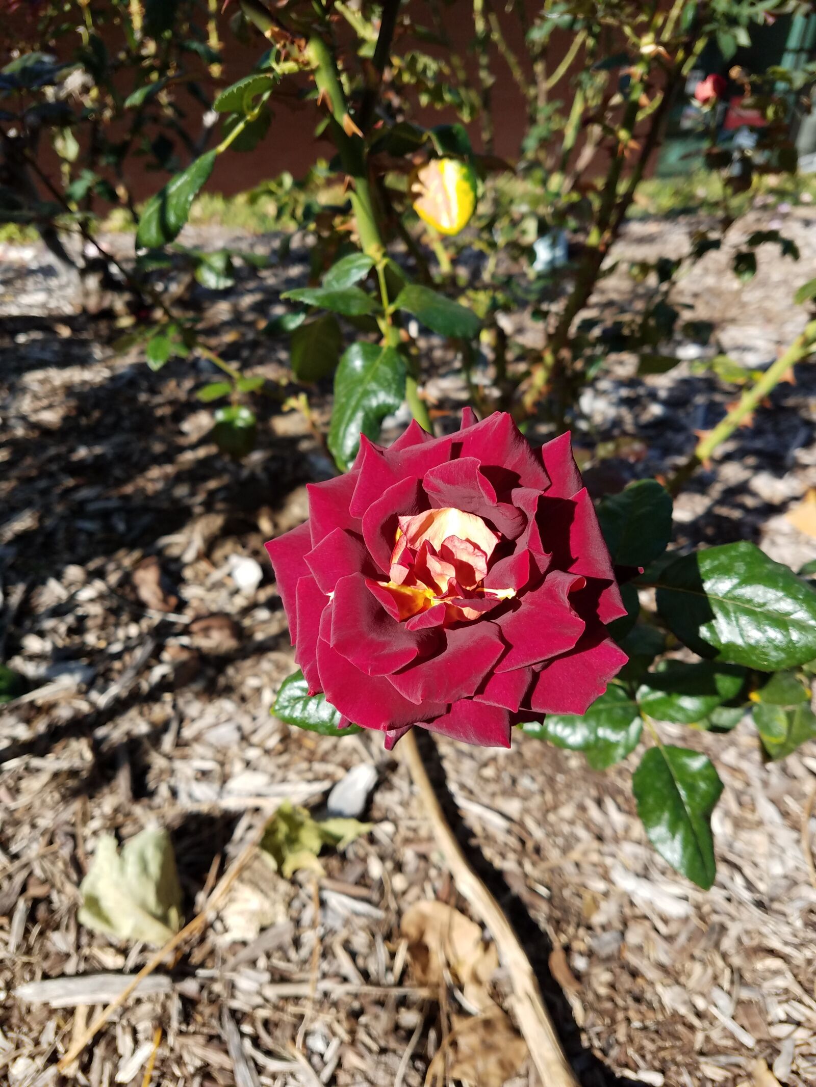 Samsung Galaxy S7 Edge sample photo