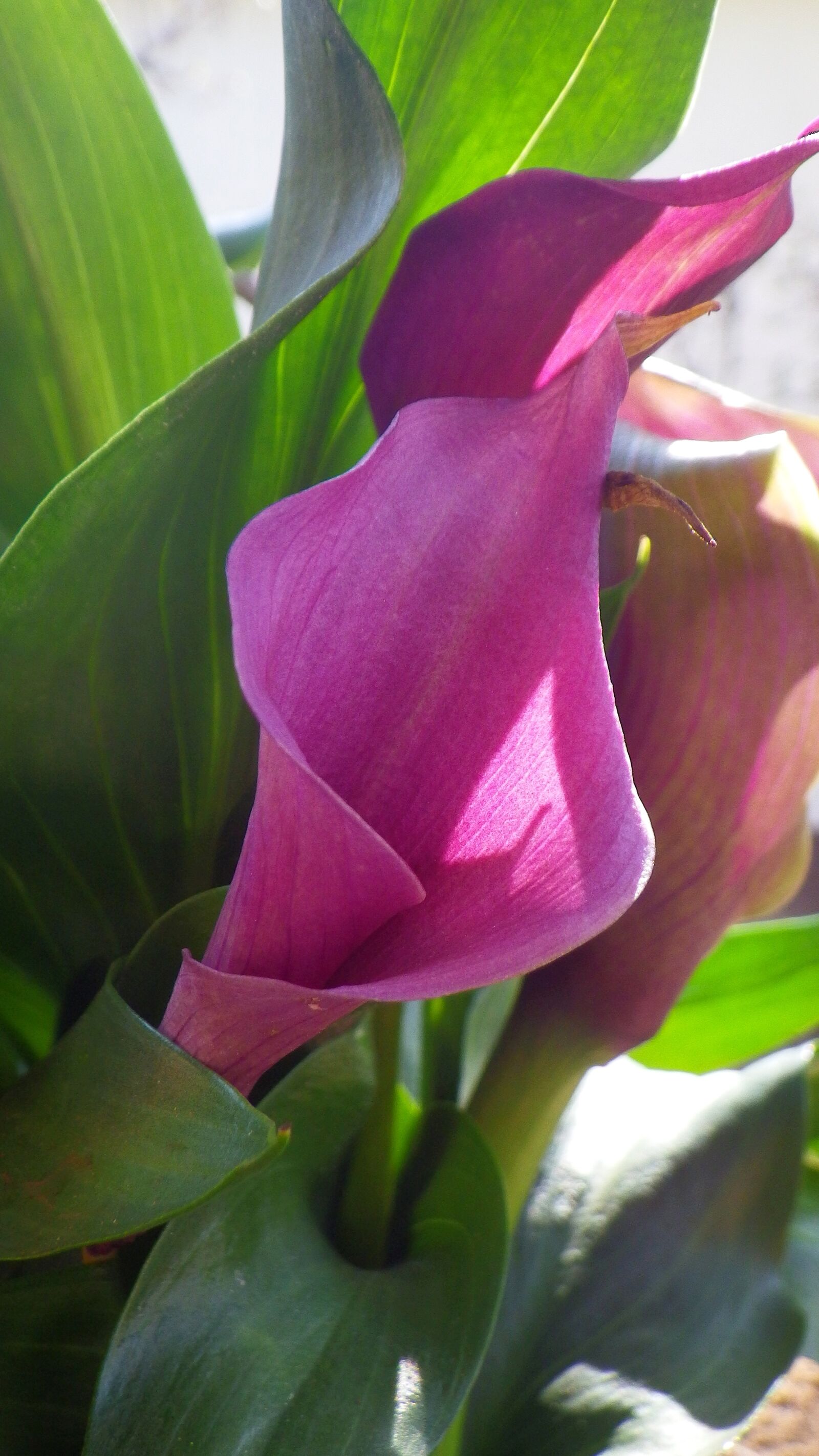 Pentax Optio WG-2 sample photo. Nature, plant, leaf plants photography