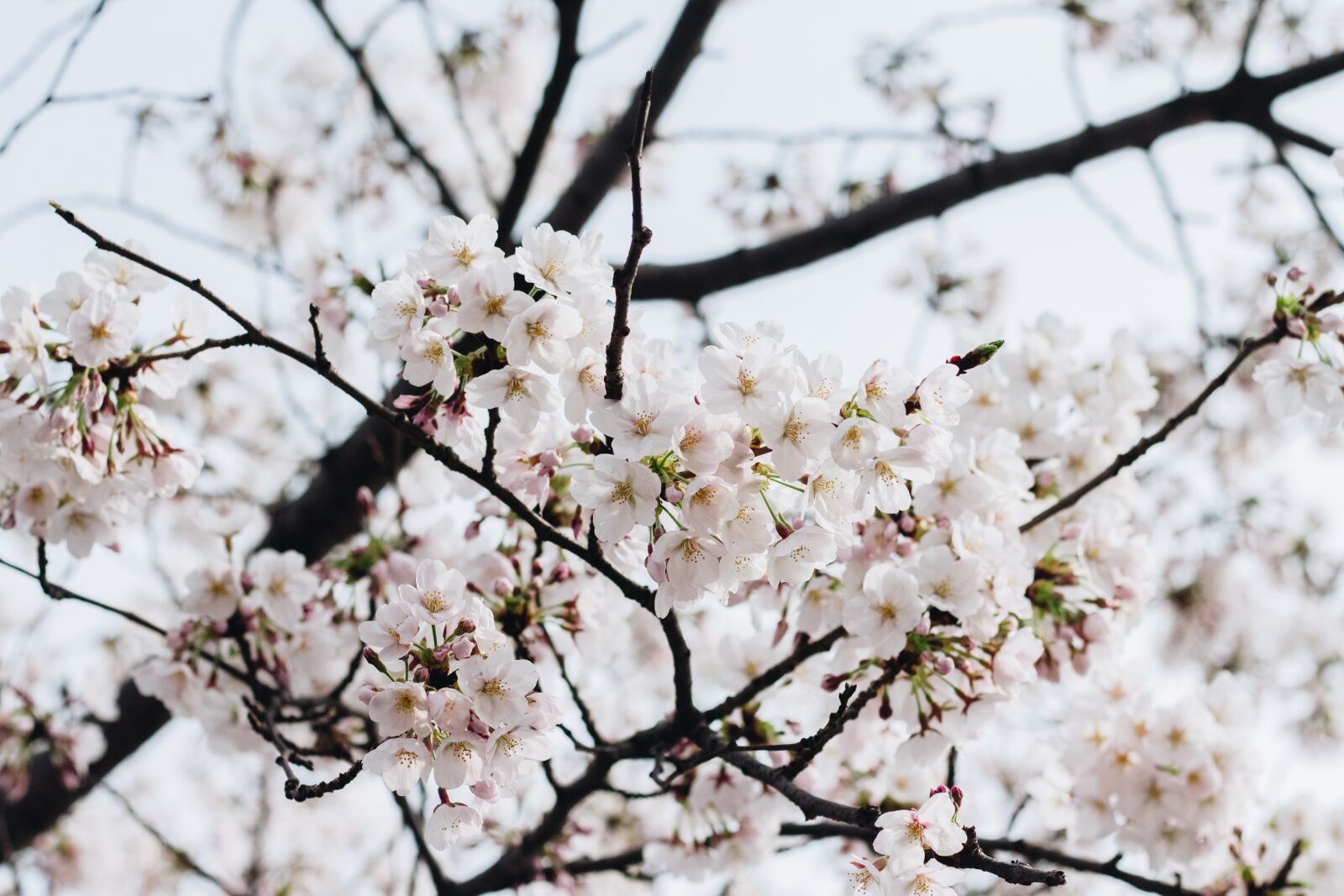 Canon EOS 700D (EOS Rebel T5i / EOS Kiss X7i) + Canon EF 50mm F1.8 II sample photo. Flower, spring, pink flower photography