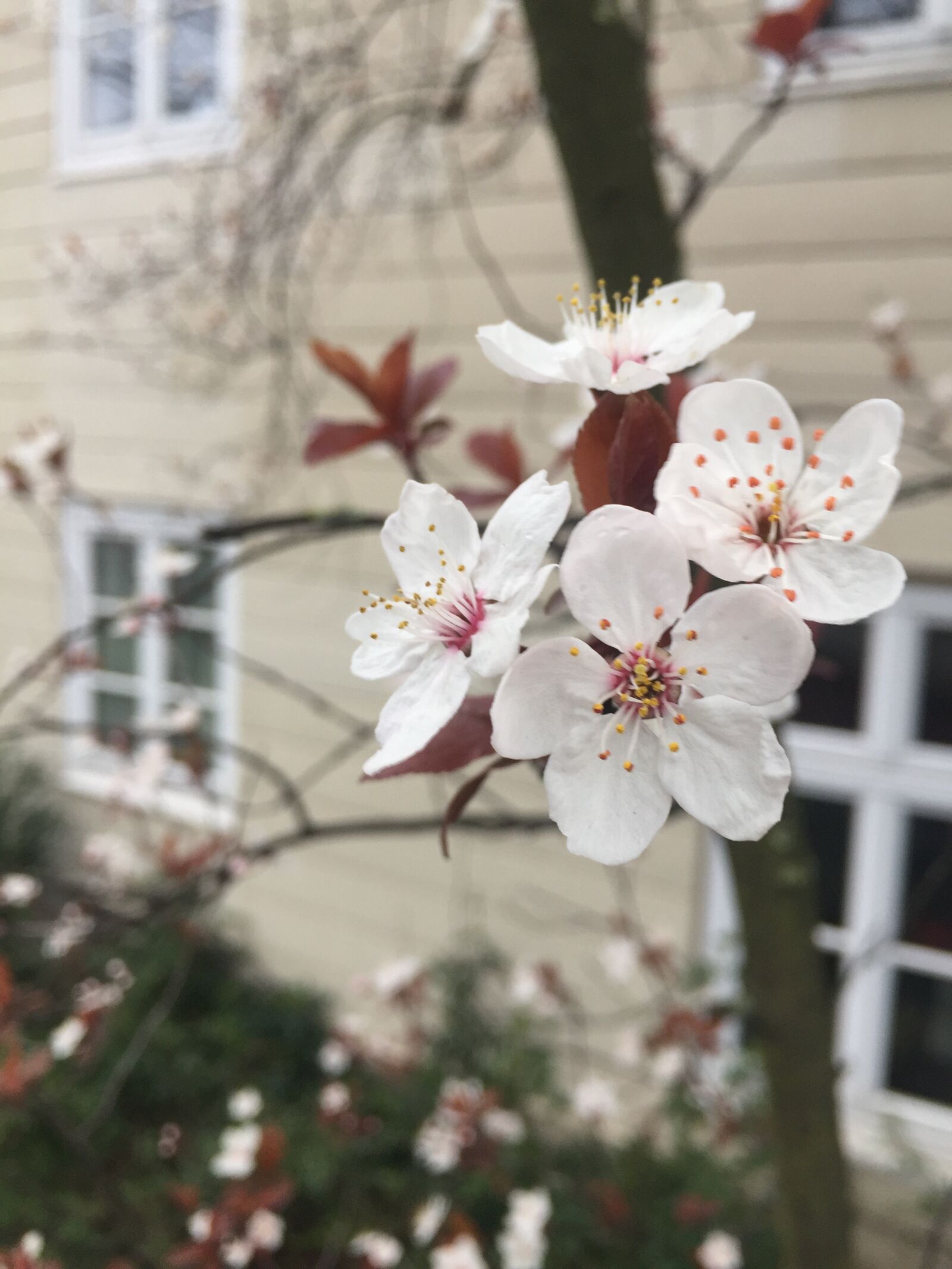 iPhone 6 back camera 4.15mm f/2.2 sample photo. Cherry blossom, cherry, cherry photography