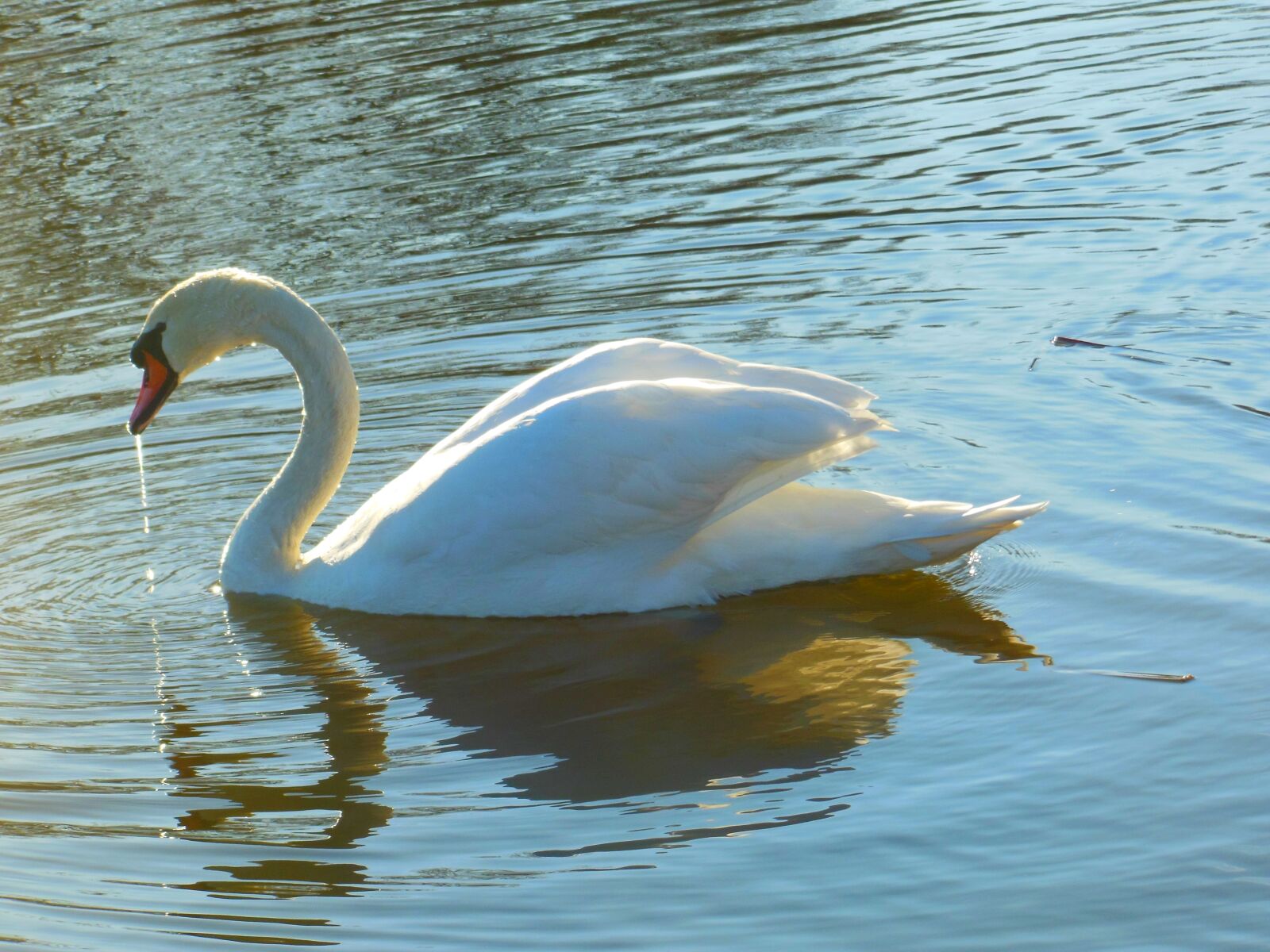 Nikon Coolpix S9300 sample photo. Swan, water, just add photography