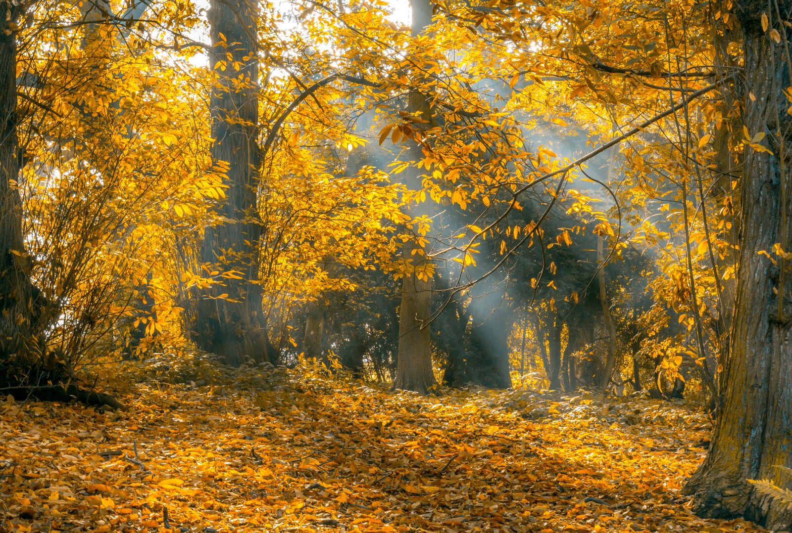 Nikon D7100 sample photo. Autumn, leaves, light rays photography