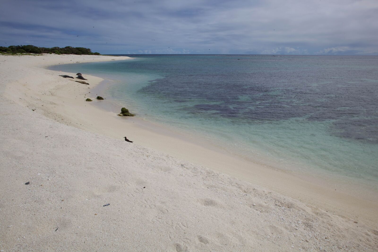 Canon EOS 5D Mark II sample photo. Laysan, beach, coast photography