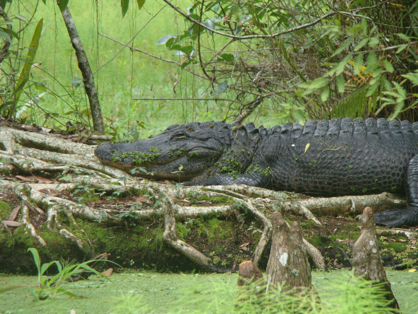 Sony Cyber-shot DSC-H50 sample photo. Nature, aligator, animal photography