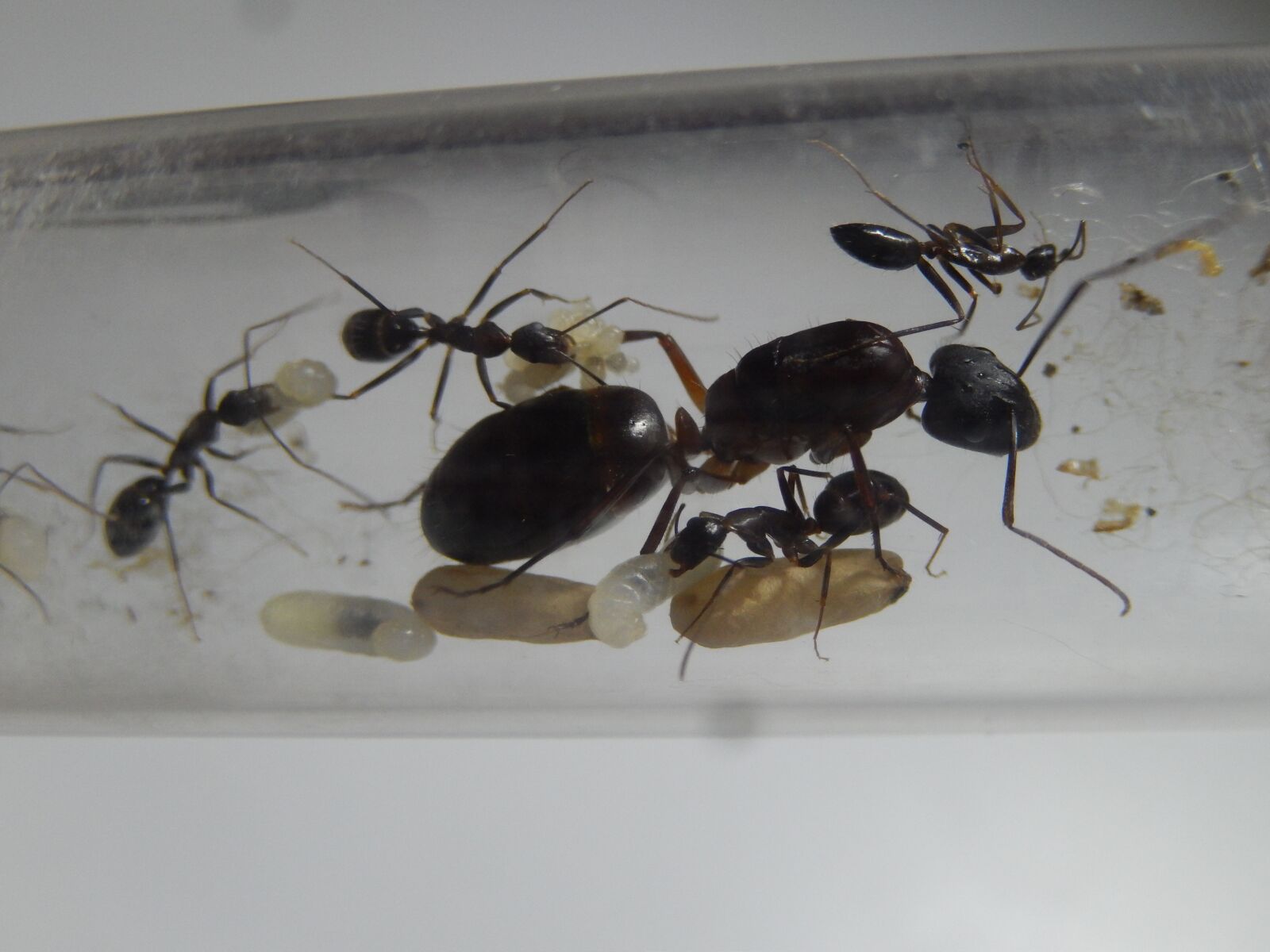 Nikon Coolpix S9500 sample photo. Camponotus, camponotus barbaricus, ants photography