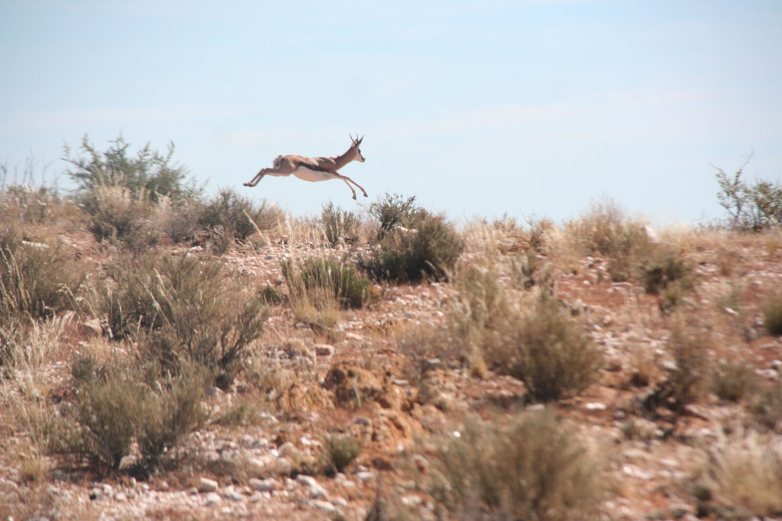 Canon EOS 350D (EOS Digital Rebel XT / EOS Kiss Digital N) sample photo. Springbok, leaping photography