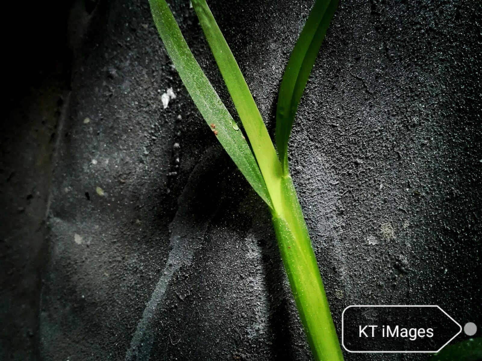HUAWEI P8 Lite sample photo. Grass, nature, kt photography