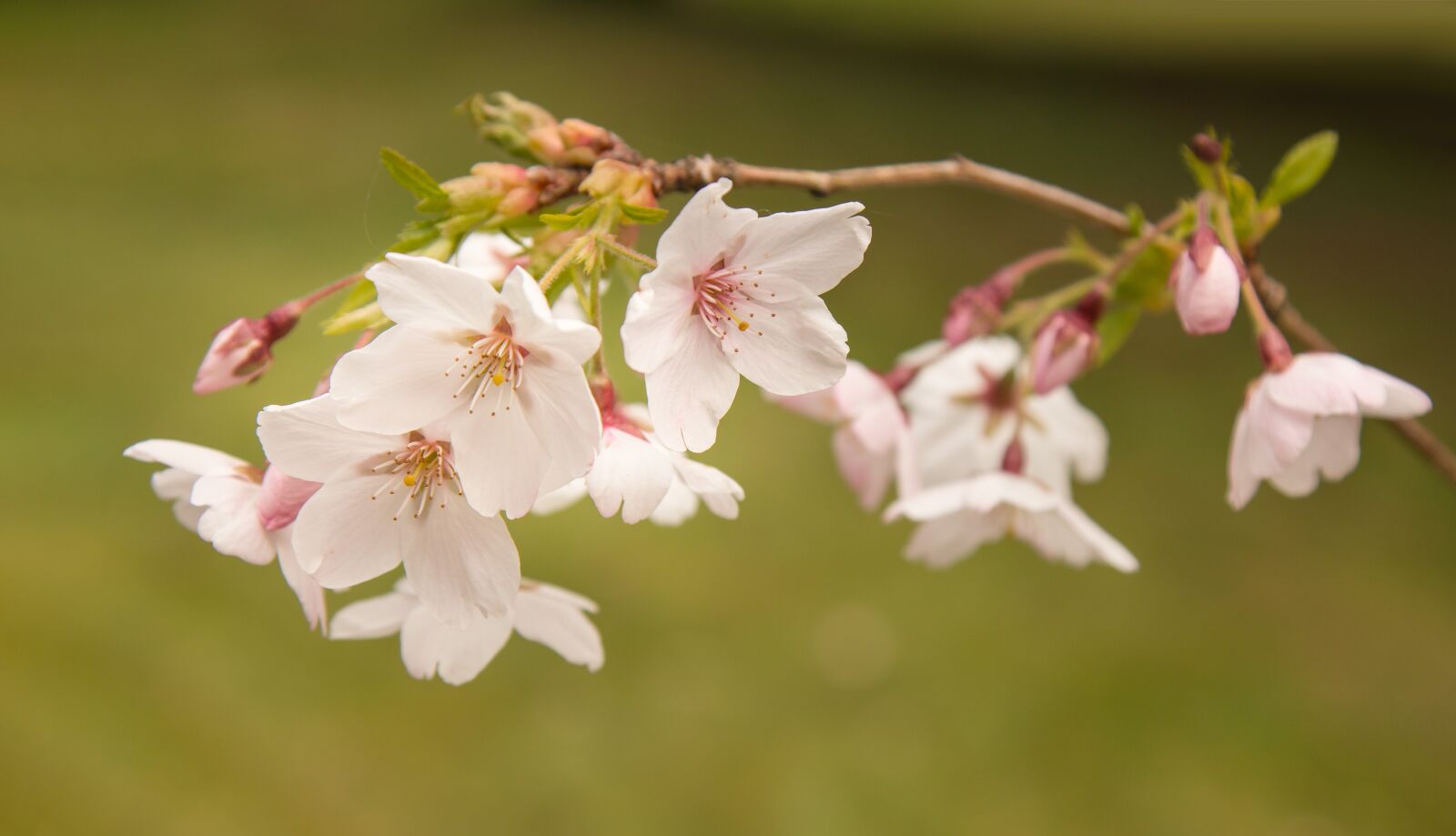 Canon EOS 70D + Canon EF 24-105mm F4L IS USM sample photo. Cherry blossom, spring, flowers photography