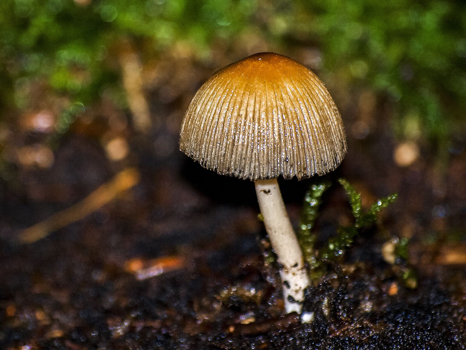 Olympus E-3 sample photo. Mushroom, forest, autumn photography