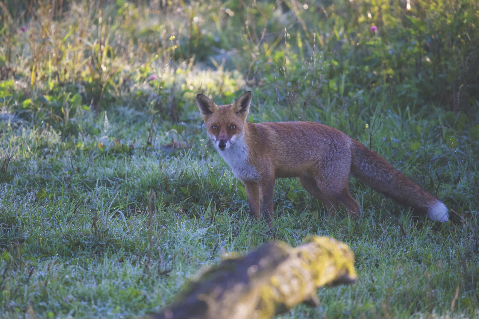 Canon EOS 6D sample photo. Nature, animals, dogs, fox photography