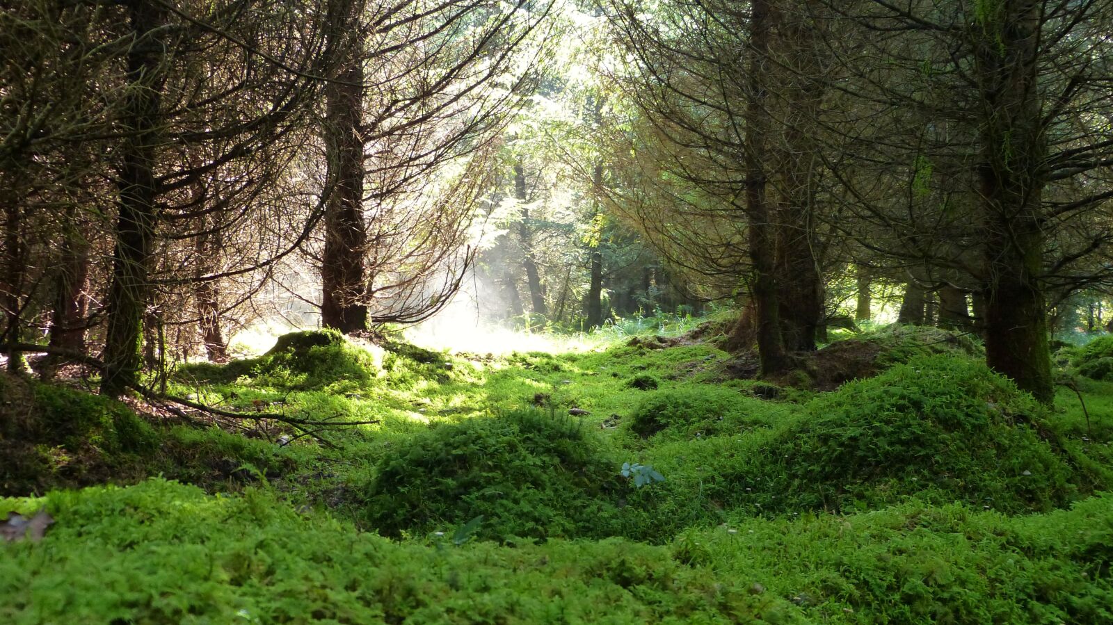 Panasonic Lumix DMC-FZ150 sample photo. Forest, light, moss photography