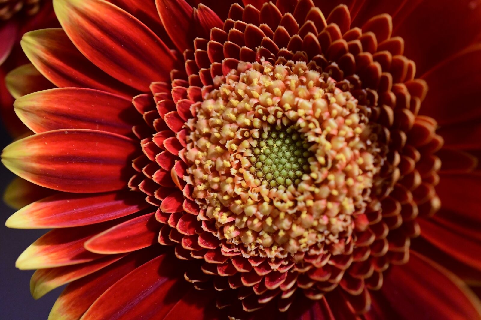 Nikon D500 sample photo. Flower, gerbera, colorful photography