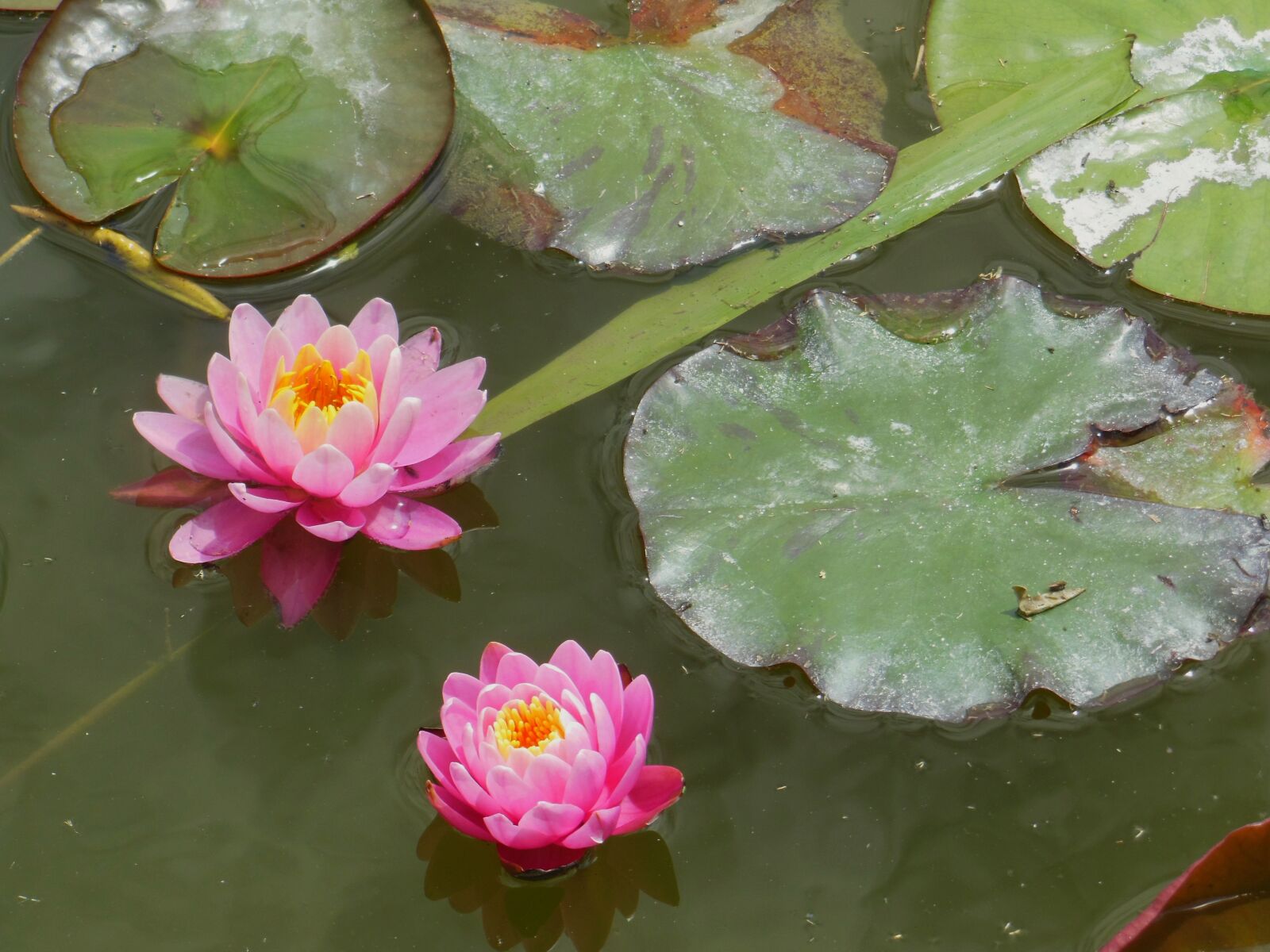 Nikon Coolpix S9300 sample photo. Water lily, lake, foliage photography