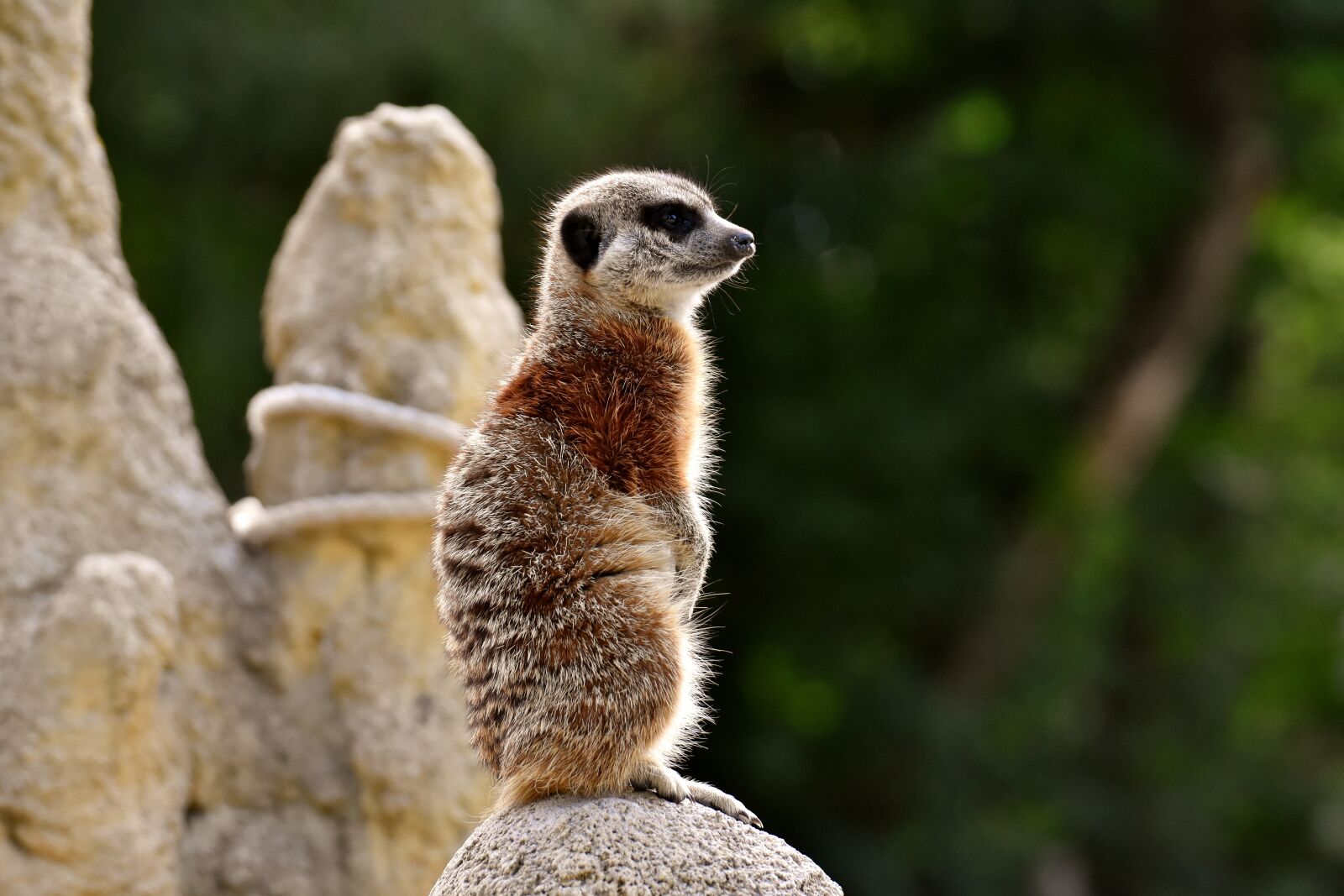 Nikon D7200 sample photo. Meerkat, animal, nature photography