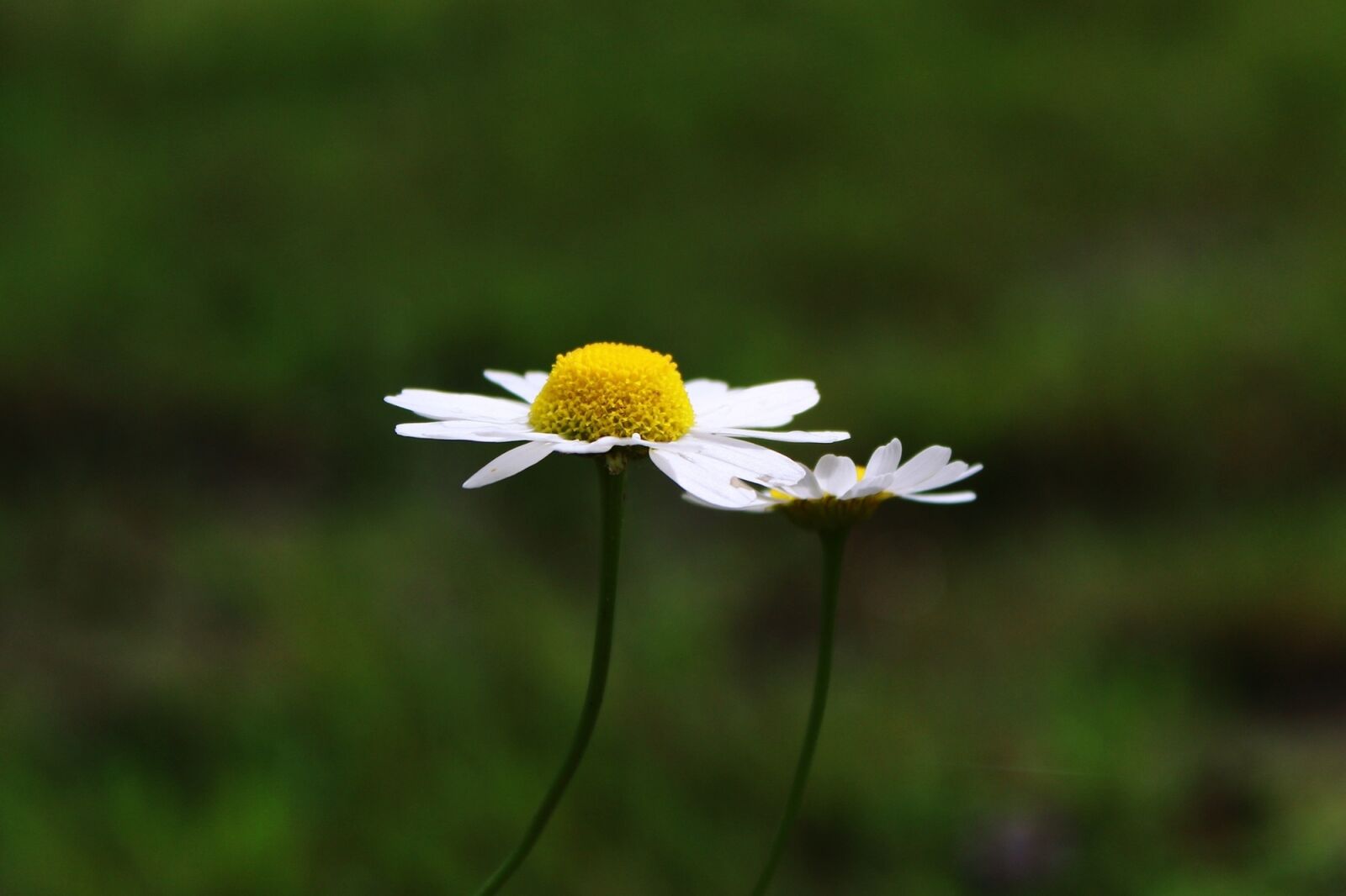 Canon EOS 1200D (EOS Rebel T5 / EOS Kiss X70 / EOS Hi) sample photo. Marguerite, composites, flower photography