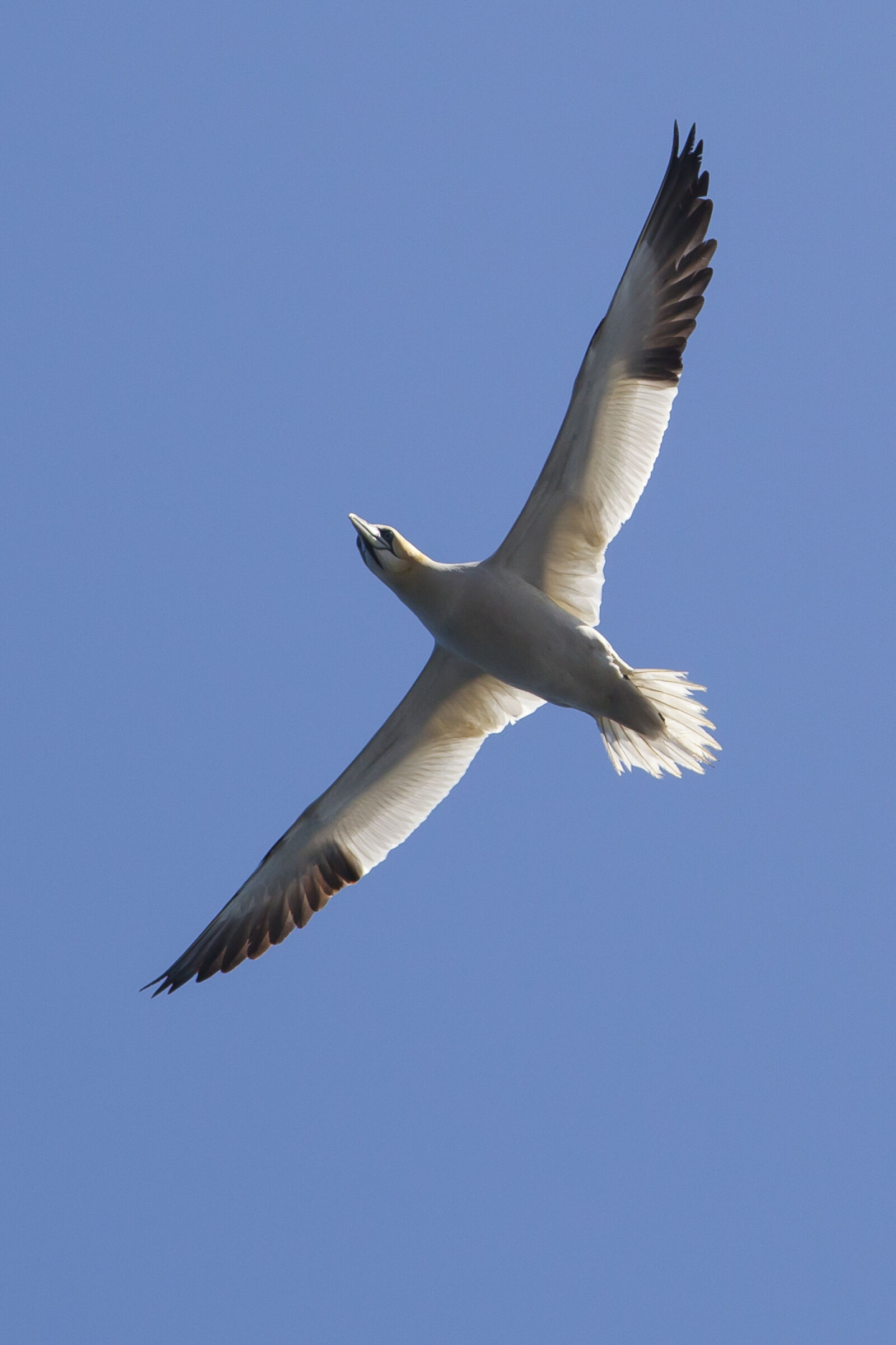 Canon EOS 5D Mark II sample photo. Bird, gannet, nature photography