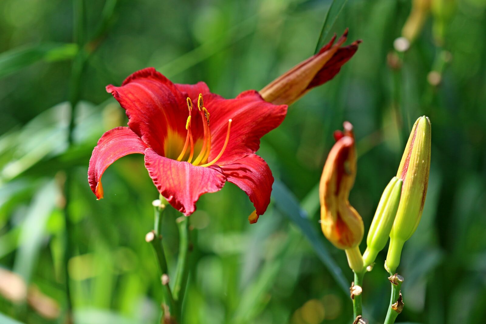 Canon EOS 7D Mark II sample photo. Plants, nature, forest photography