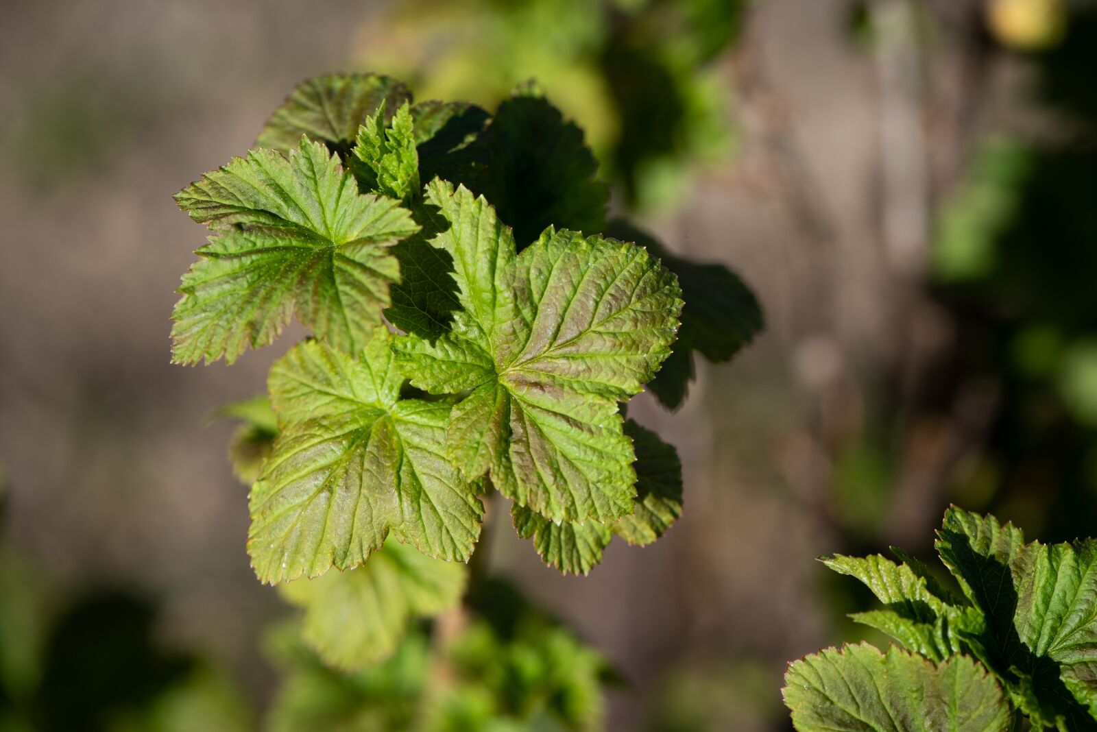 Nikon D750 sample photo. Leaves, green, spring photography