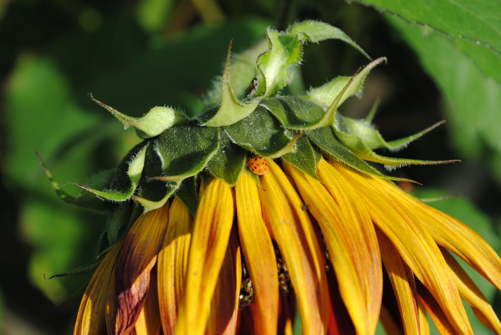 Nikon D3000 sample photo. Sunflower, yellow, sun photography