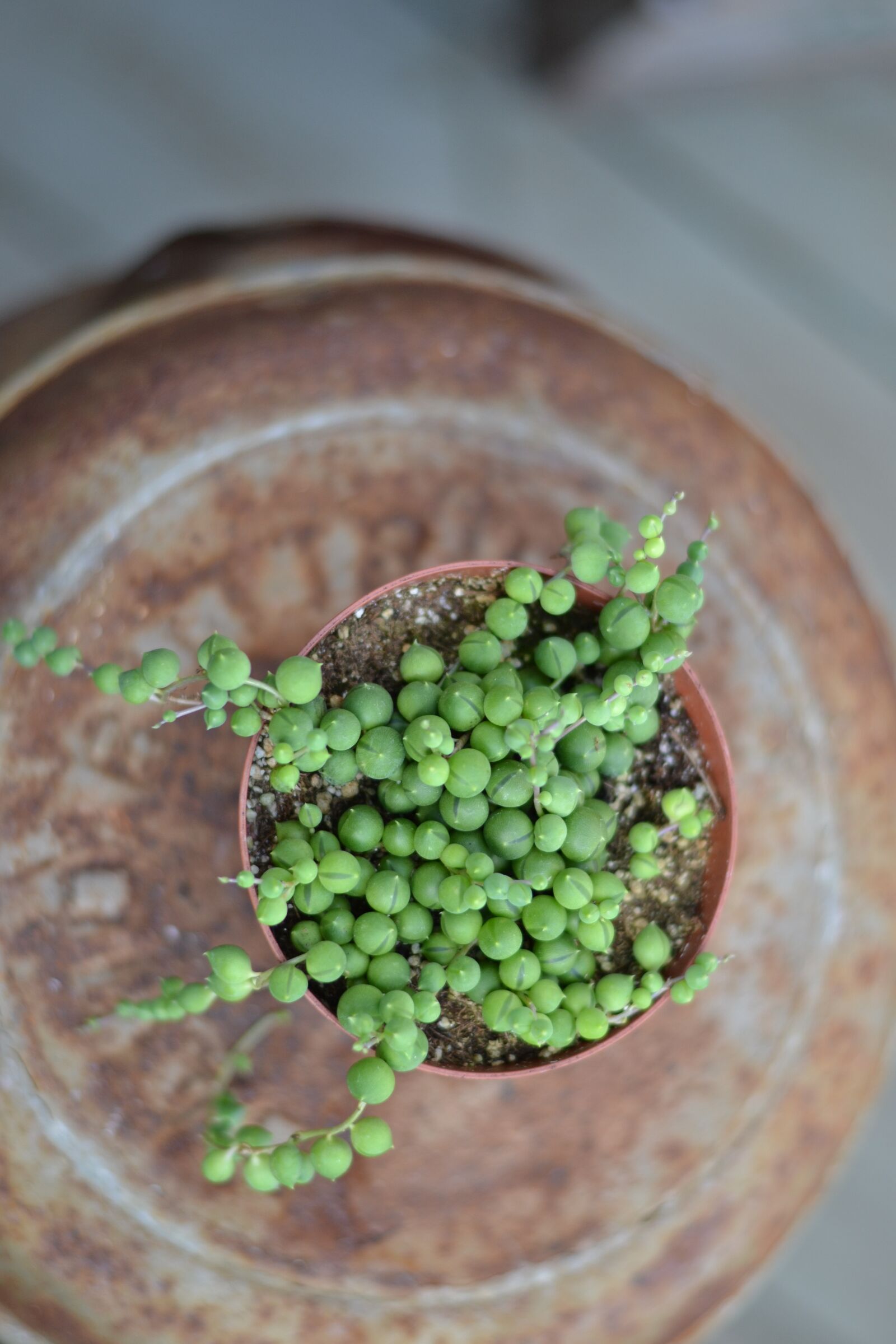 Nikon D3100 sample photo. Succulent, string of pearls photography
