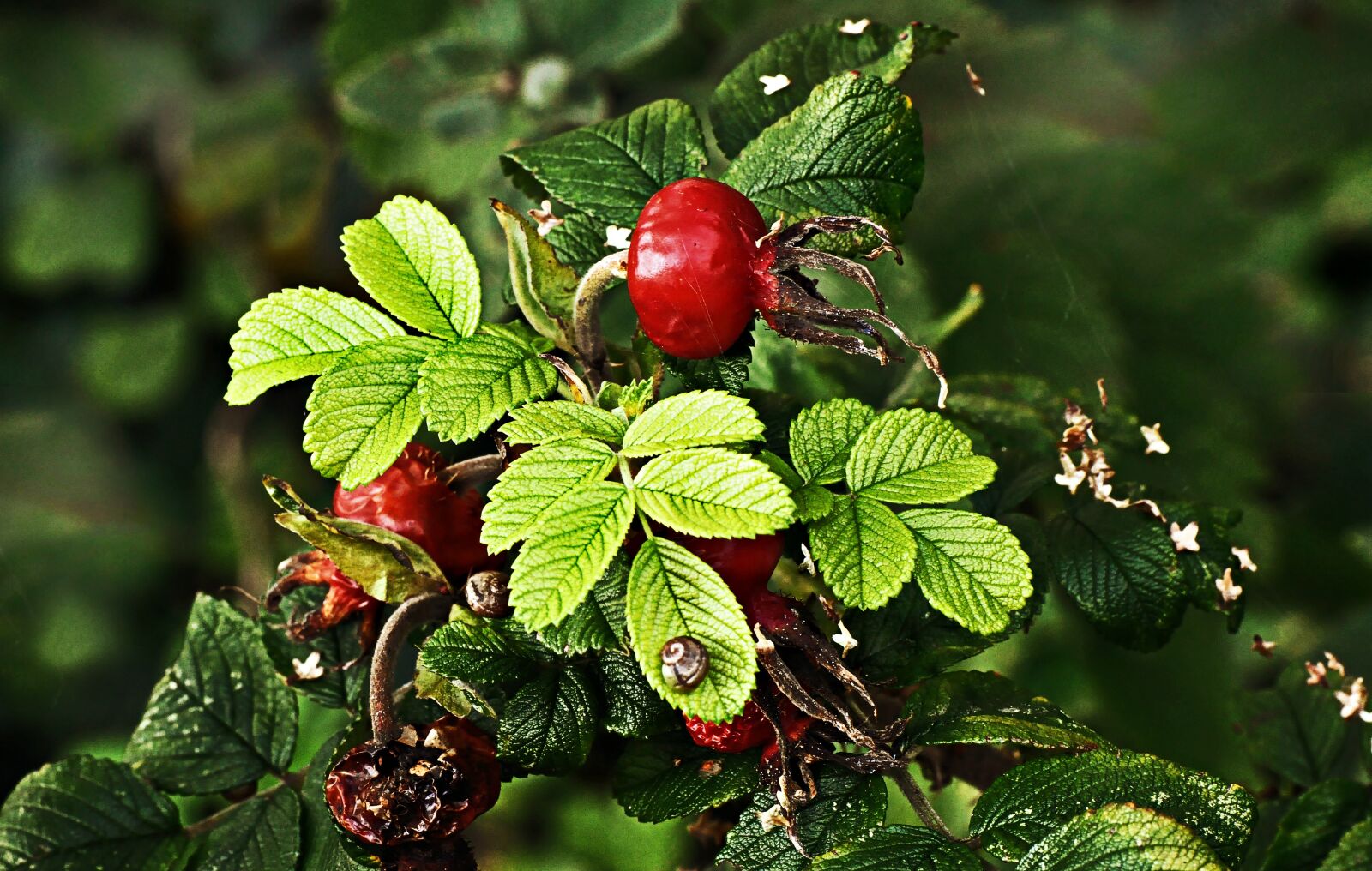 Nikon D90 sample photo. Rose hip, vitamin, plant photography