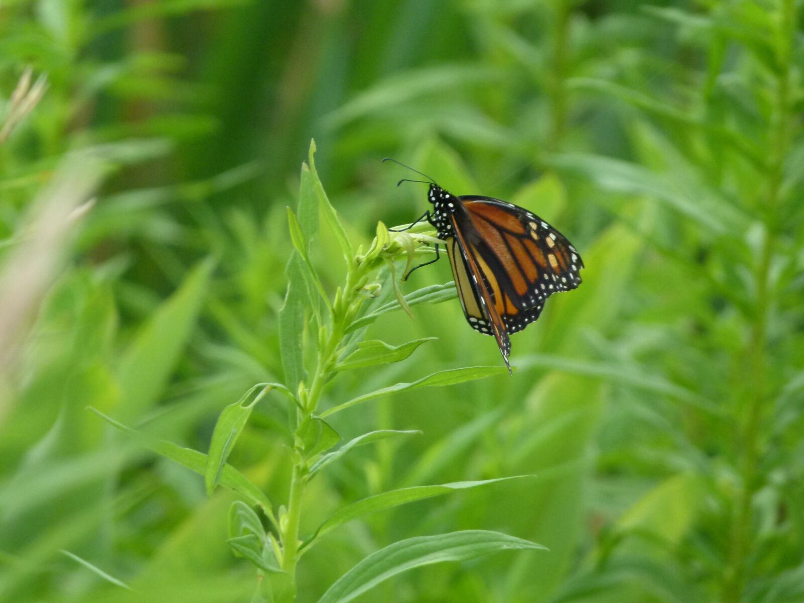 Panasonic Lumix DMC-FZ100 sample photo. Butterfly, monarch butterfly, monarch photography