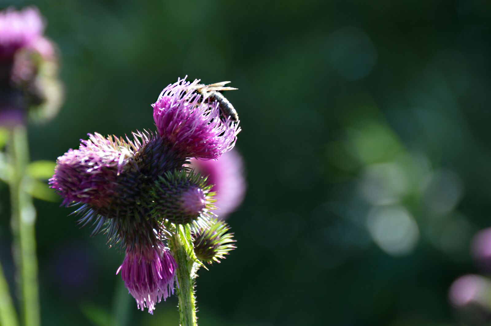 Nikon D3200 sample photo. Bee, diestel, close up photography