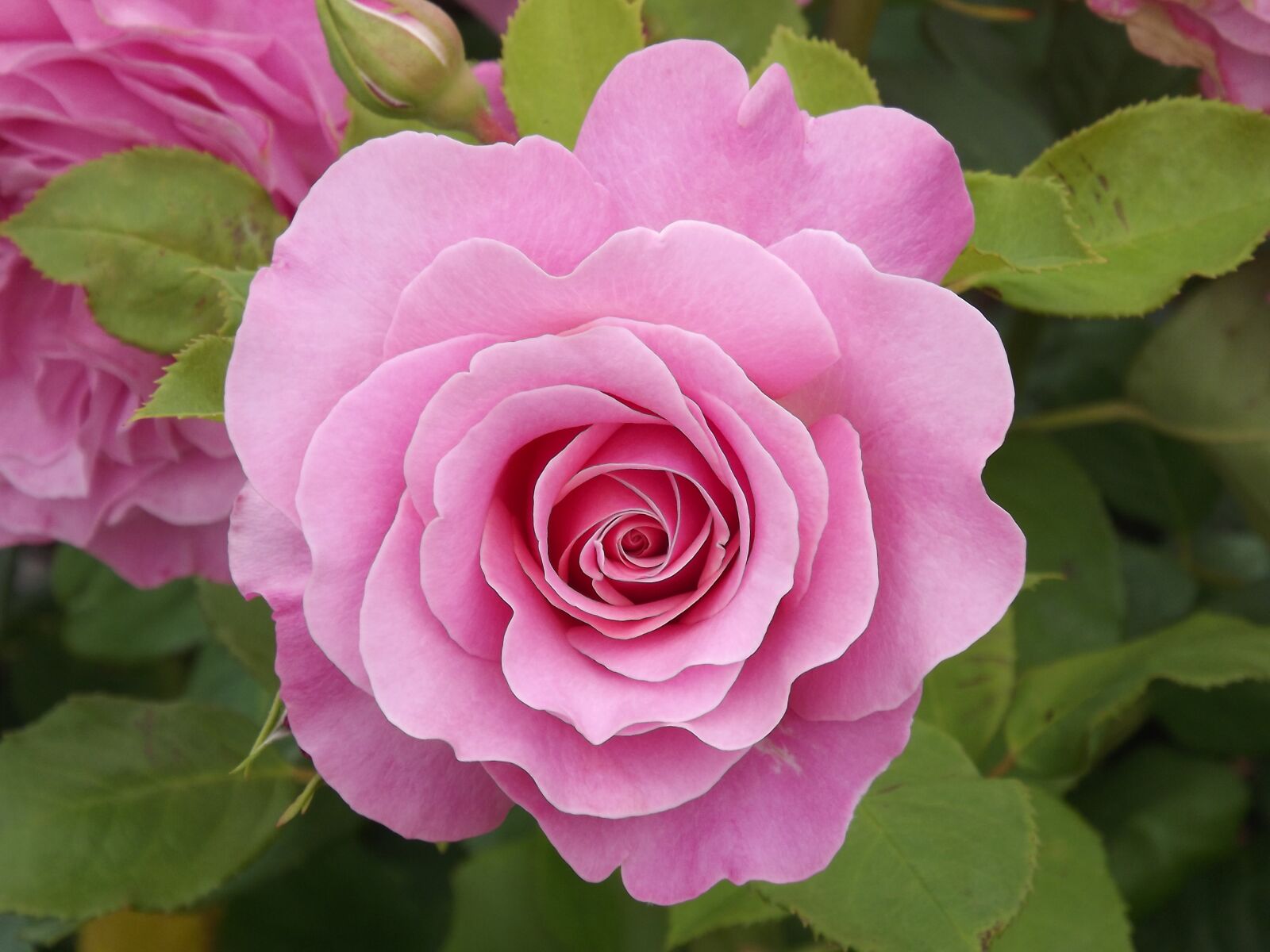 Fujifilm FinePix S3400 sample photo. Rose, pink, flower photography