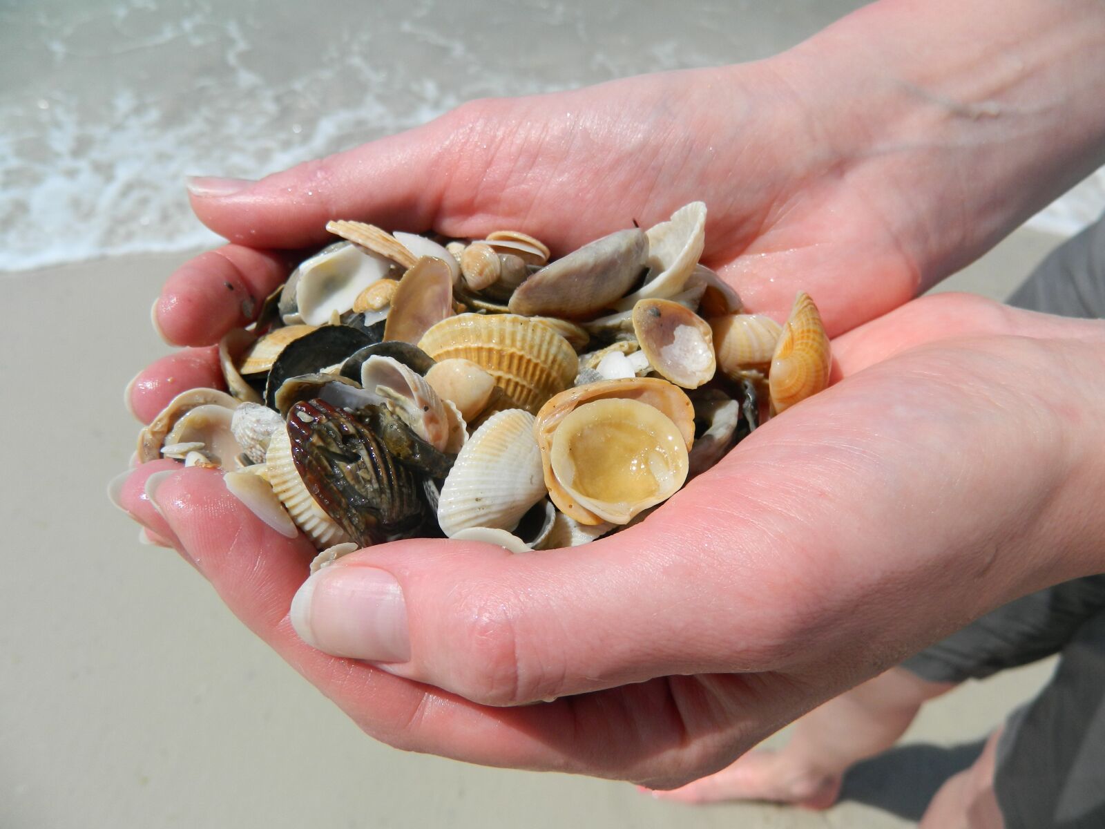 Nikon Coolpix L120 sample photo. Sea shells, hands, beach photography