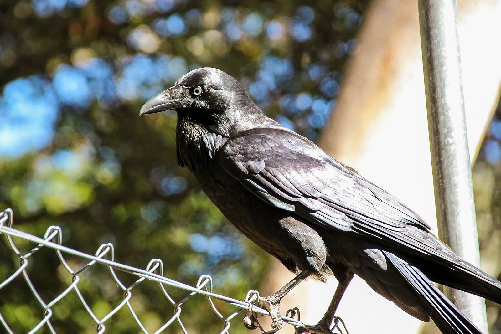 Canon EOS 600D (Rebel EOS T3i / EOS Kiss X5) sample photo. Crow, bird, animal photography