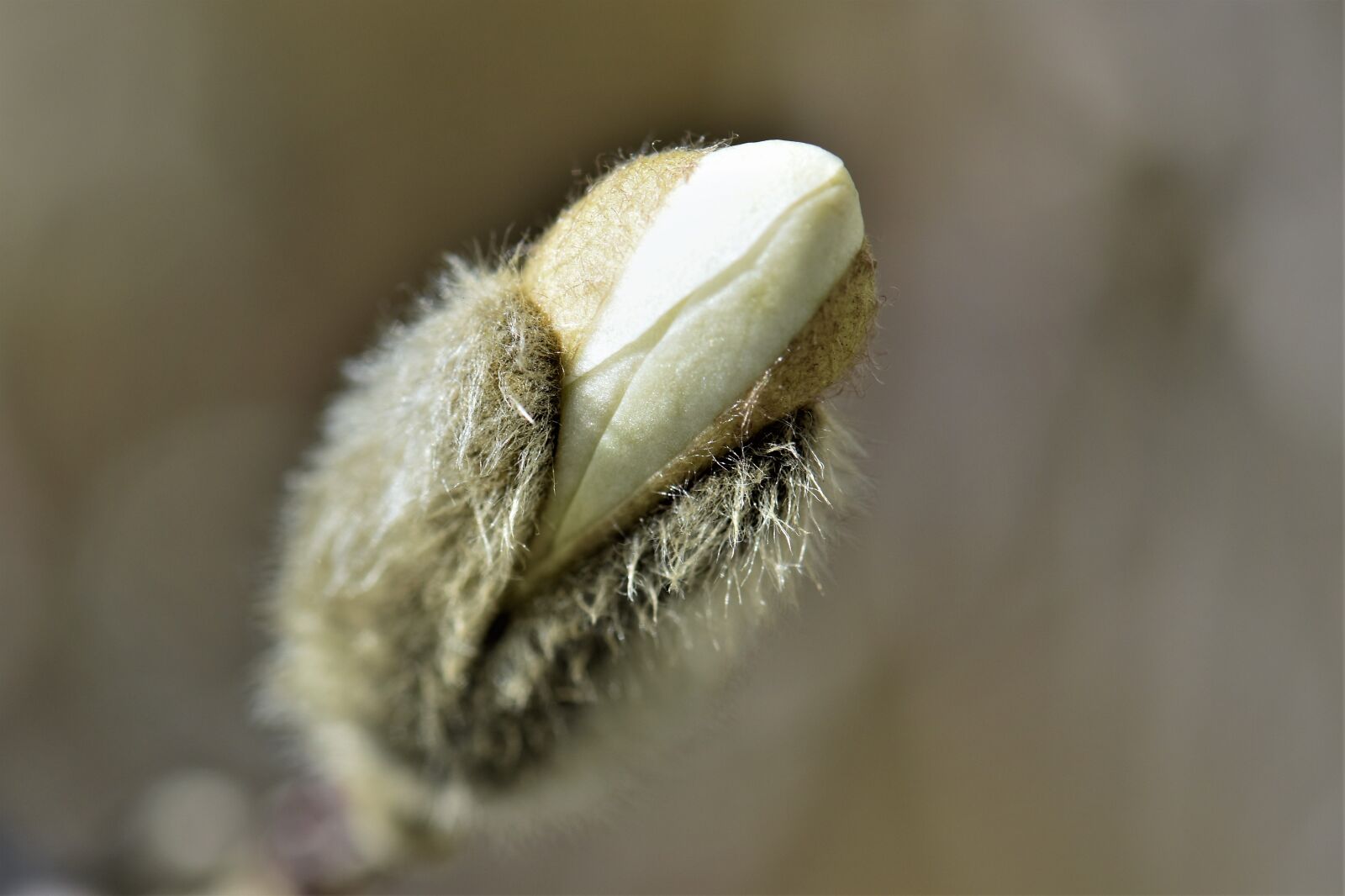 Nikon D5500 sample photo. Nature, close up, bud photography