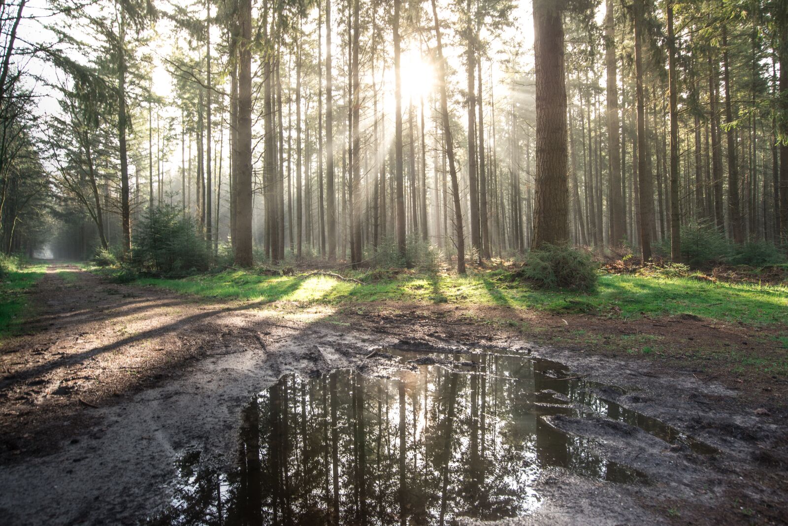 Nikon D610 sample photo. Forest, sun, shadow photography