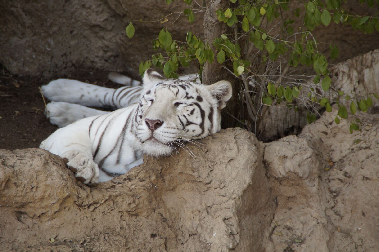 Sony SLT-A58 sample photo. Tiger, white tiger, king photography