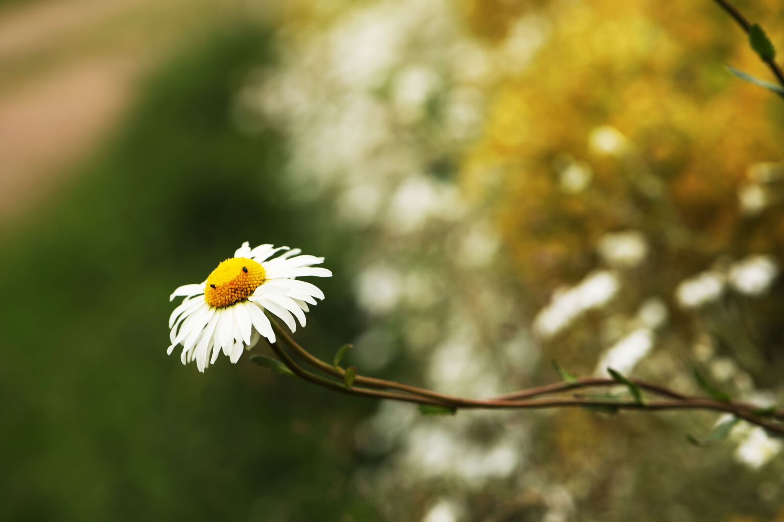 Canon EF 100mm F2.8L Macro IS USM sample photo. Daisy, flower, nature photography