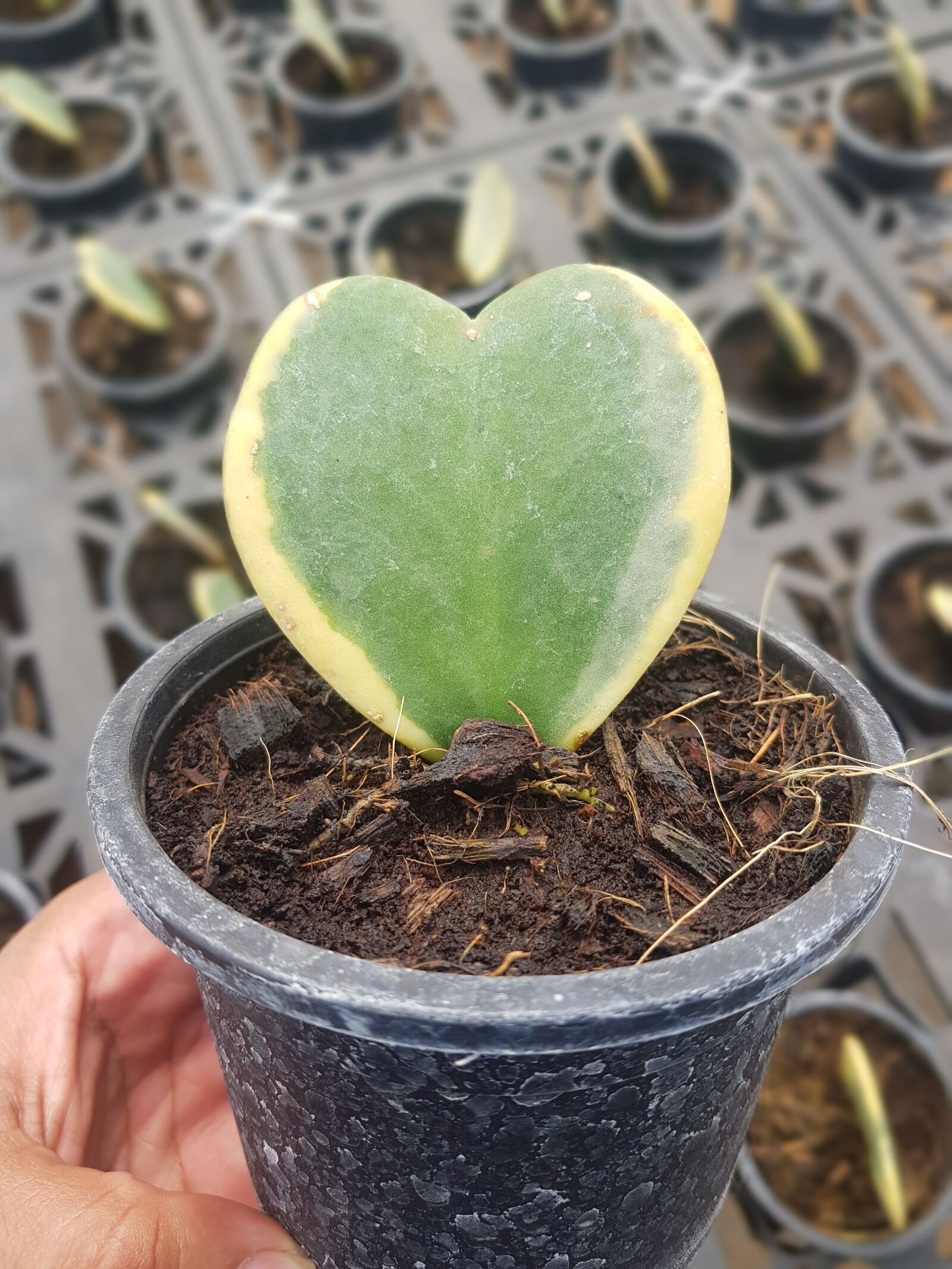 Samsung Galaxy S8+ sample photo. Hoya, plant, nature photography