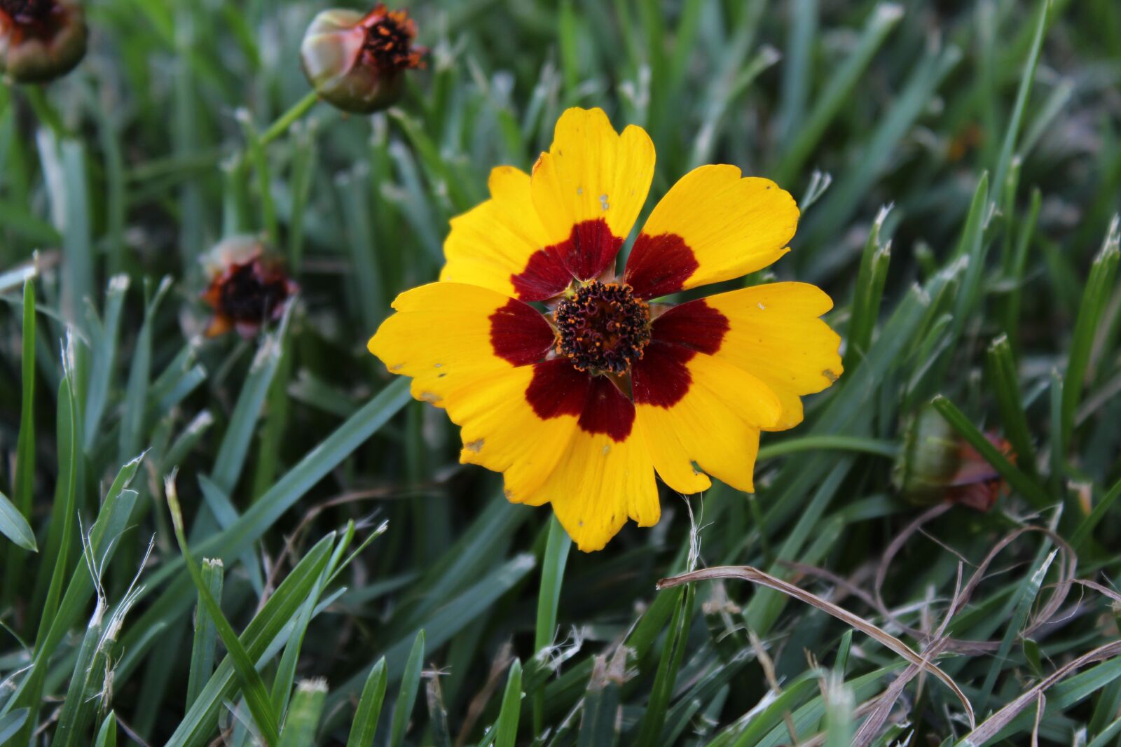 Canon EOS 1200D (EOS Rebel T5 / EOS Kiss X70 / EOS Hi) sample photo. Coreopsis, yellow, red photography