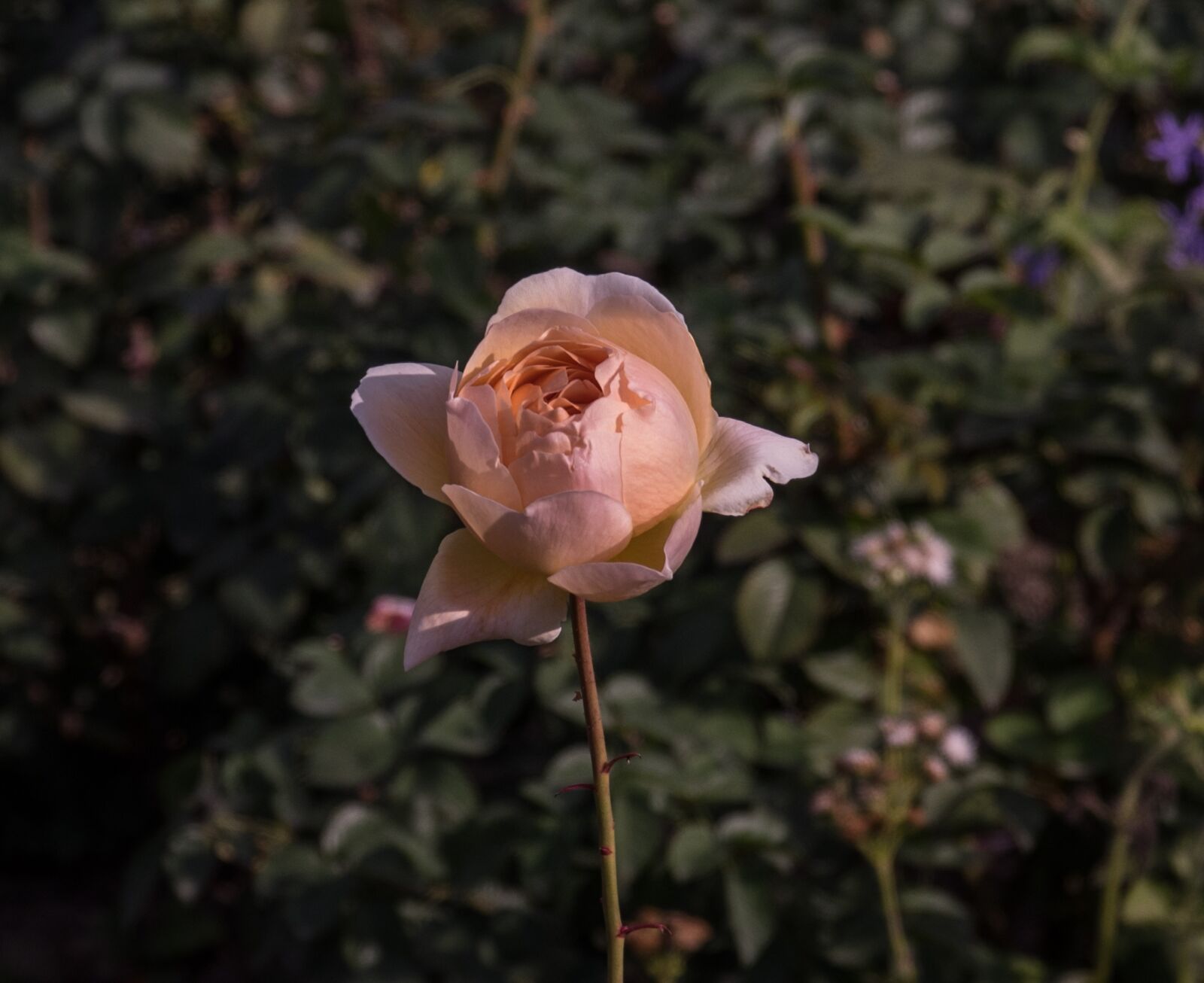 Pentax K-3 sample photo. Rose, pink, flower photography