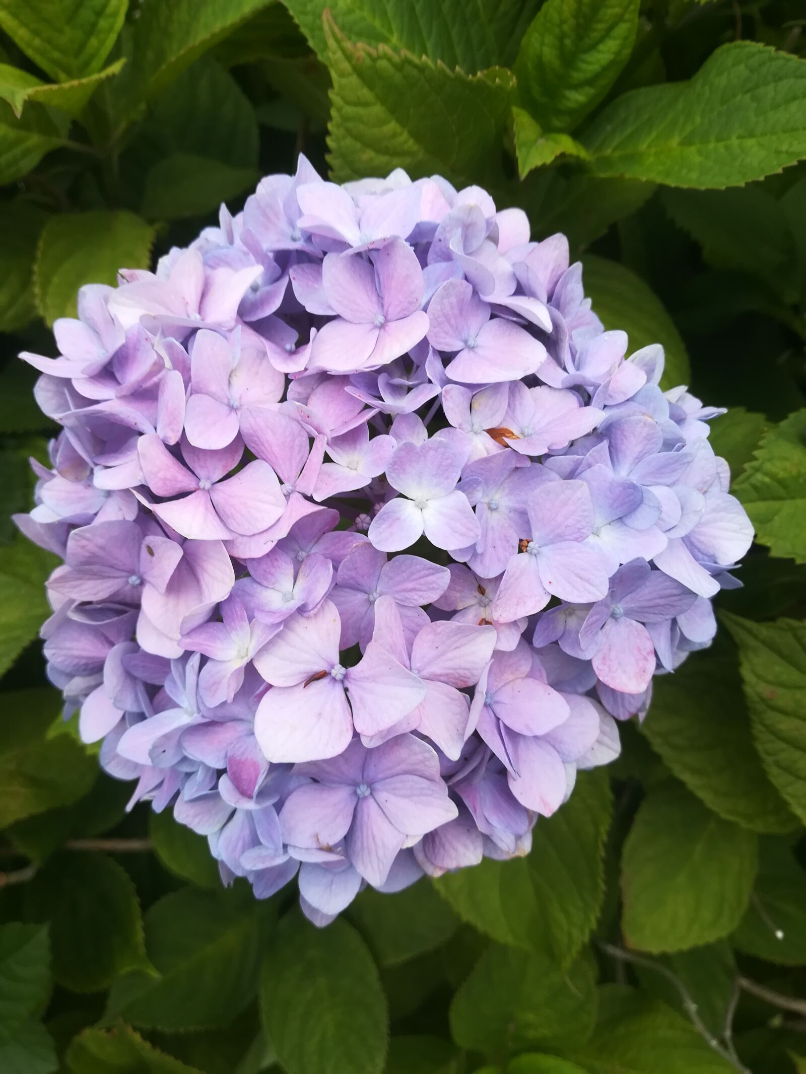 HUAWEI P10 lite sample photo. Morning flower, fresh, beautiful photography