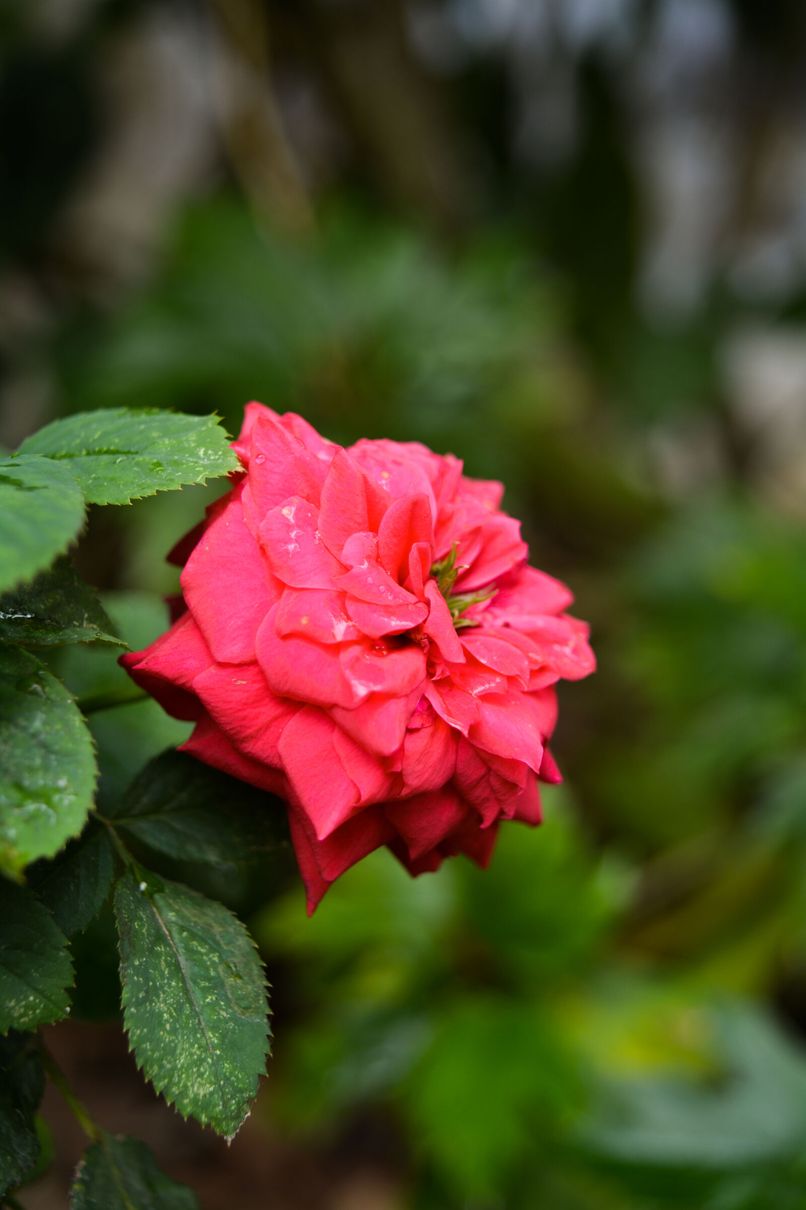 Nikon D5200 sample photo. Droplets, flower, green, leaves photography