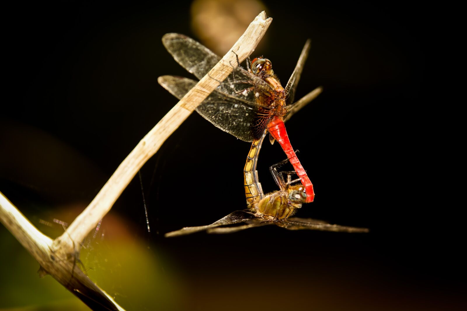 Sony SLT-A77 sample photo. Dragonfly, mating, males photography
