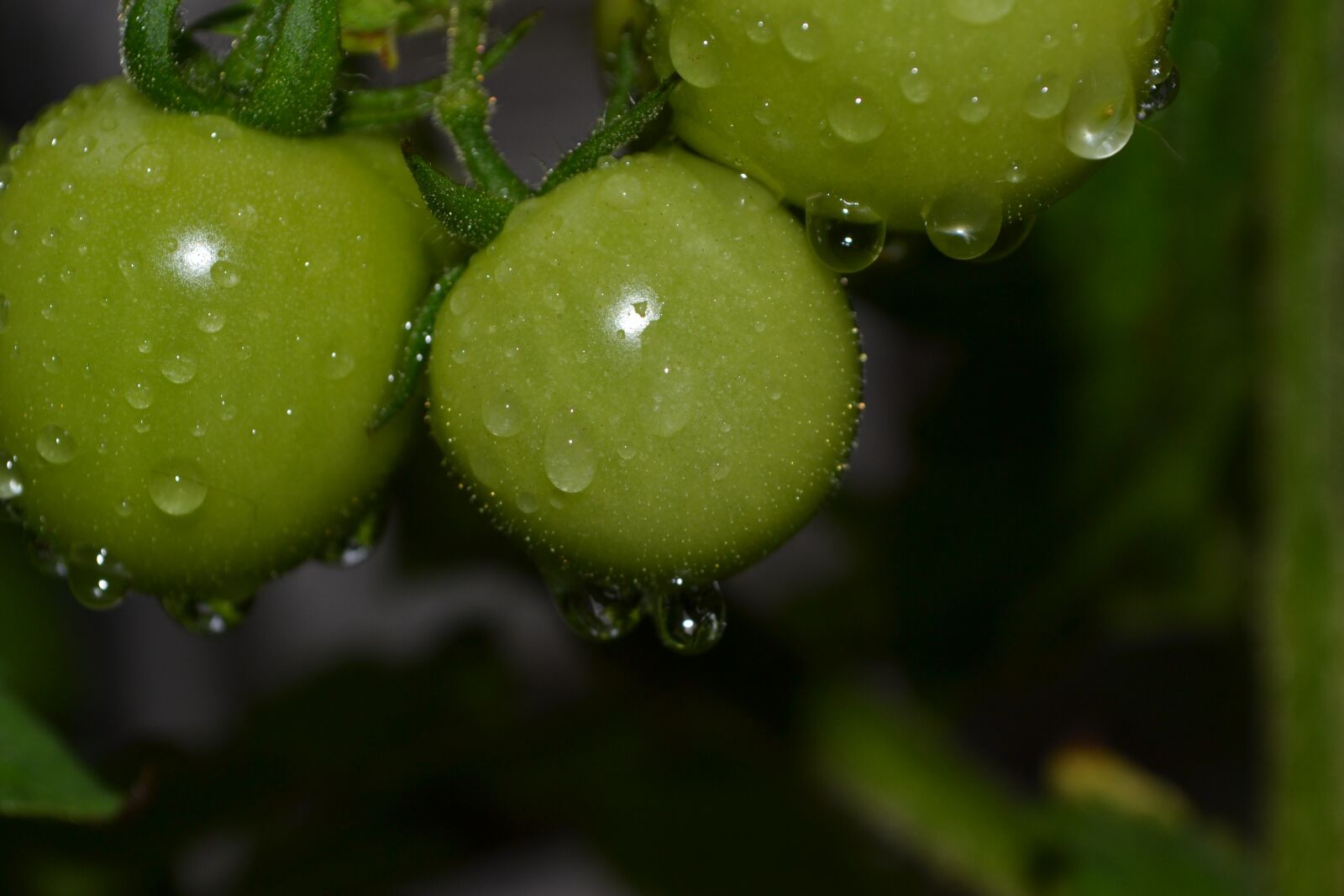 Nikon D3100 sample photo. Green, nature, food photography