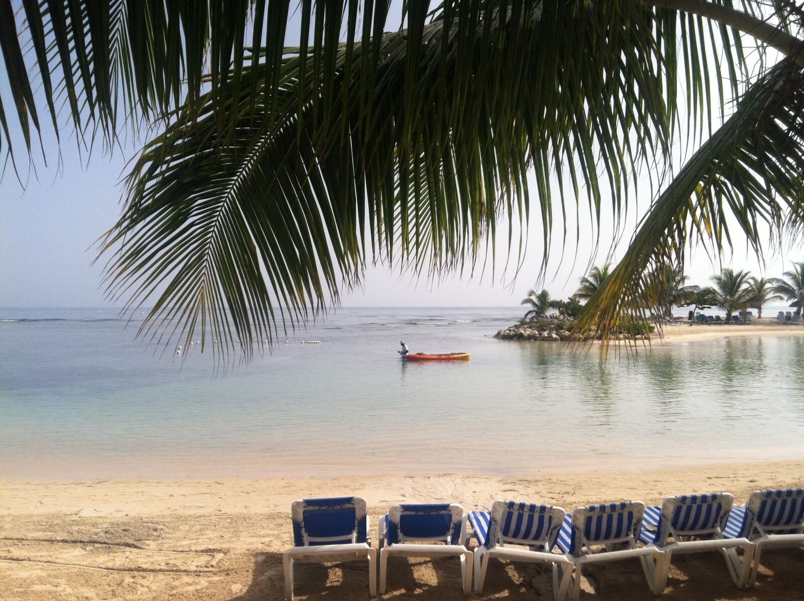 Apple iPhone 4 sample photo. Palm tree, caribbean, tropical photography
