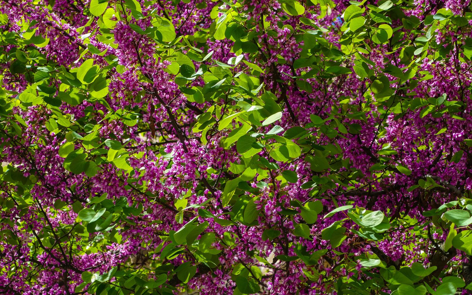 Panasonic Lumix DMC-FZ1000 sample photo. Tree flowering, magenta flowers photography