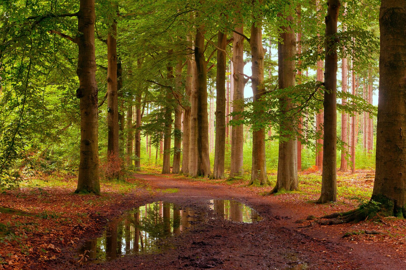 Canon EOS 6D + Canon EF 24-105mm F4L IS USM sample photo. Lage vuursche, forest, trees photography