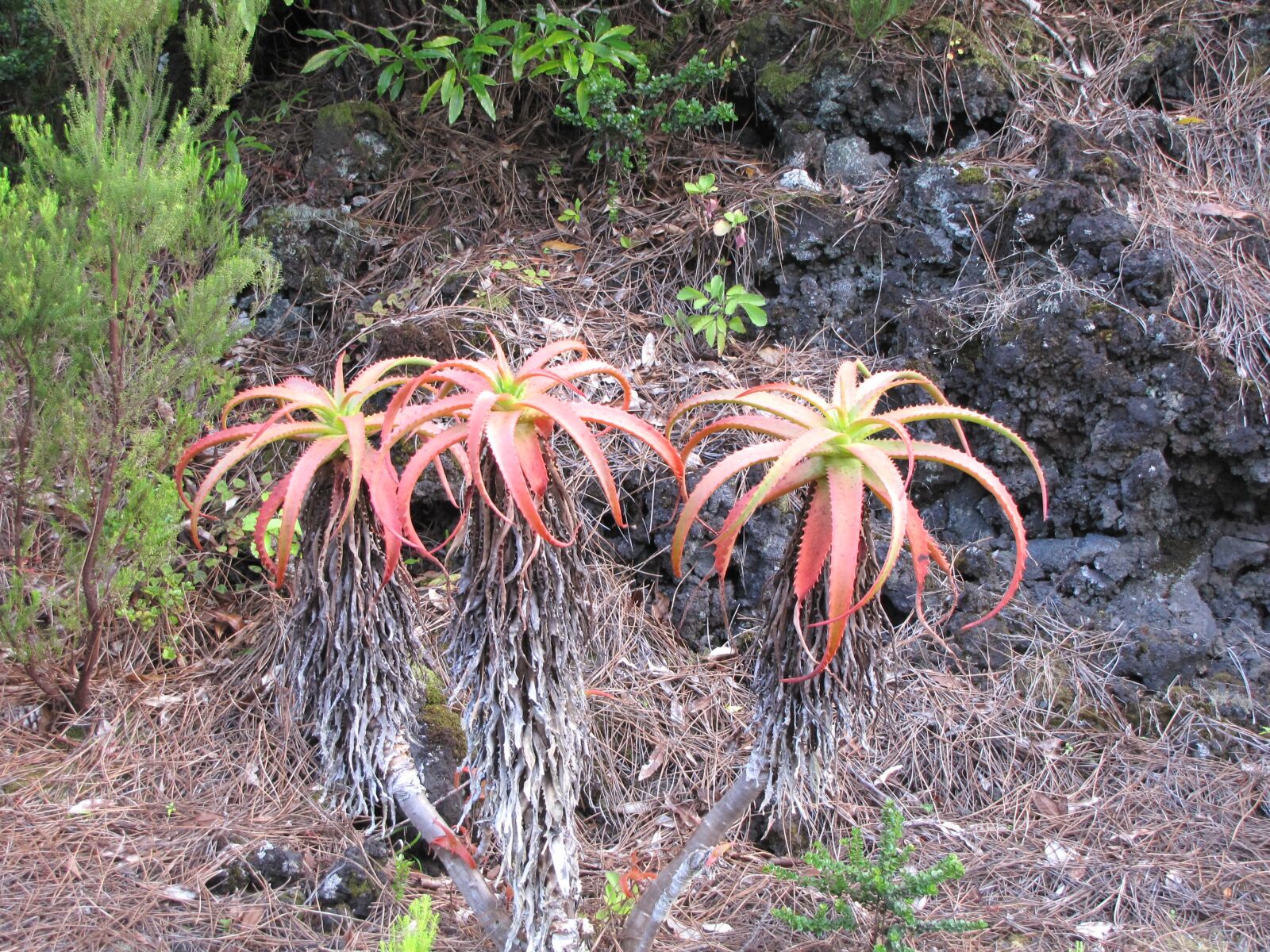 Canon PowerShot SX10 IS sample photo. Plant, nature, flower photography