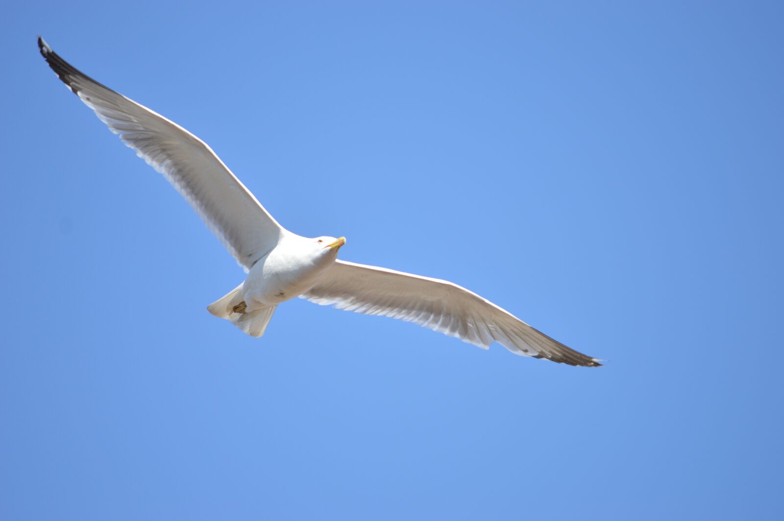 Nikon D3200 sample photo. Seagull, fly, sky photography