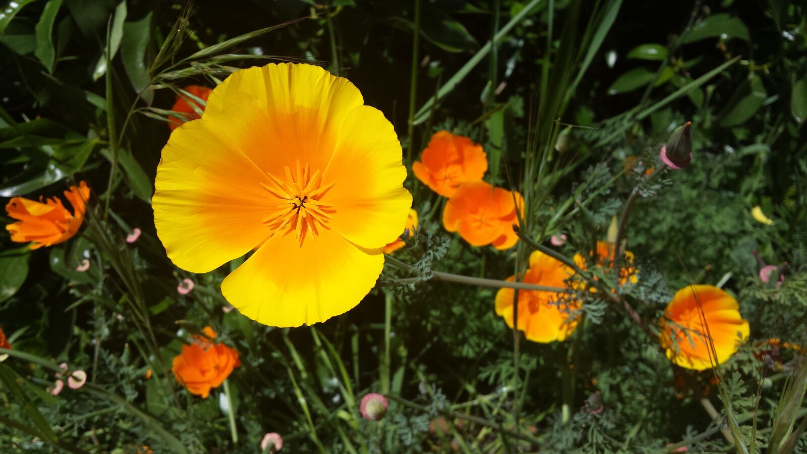Samsung Galaxy S4 sample photo. Yellow, orange, flower photography
