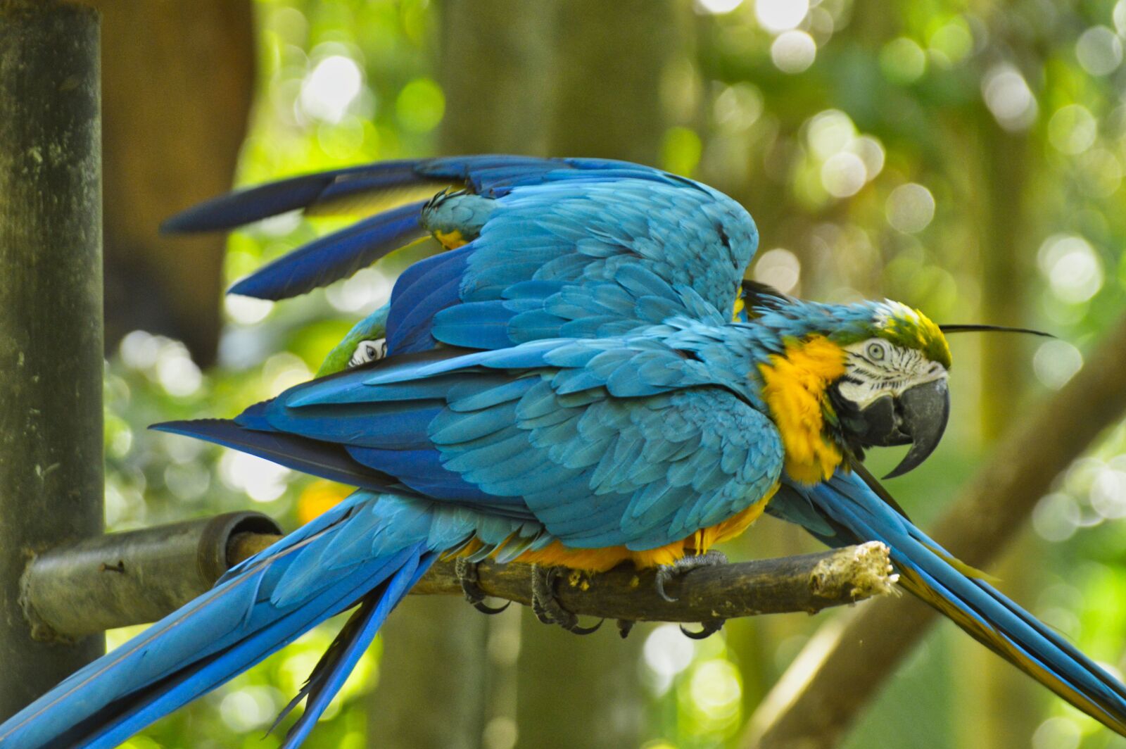 Nikon D3200 sample photo. Parrot, bird, costa rica photography