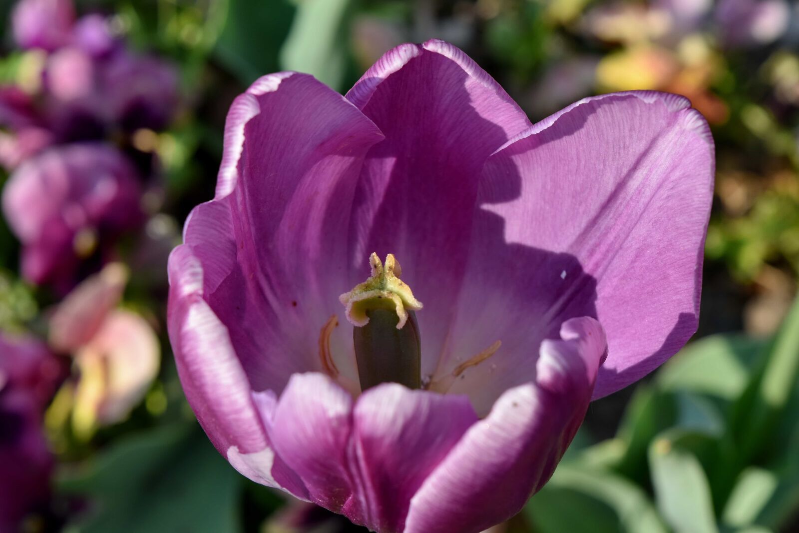 Nikon D5500 sample photo. Pistil, flower, bloom, pink photography