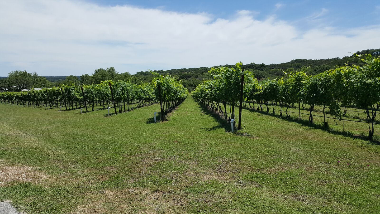 Samsung Galaxy Note5 sample photo. Vineyard, sunny, wine photography